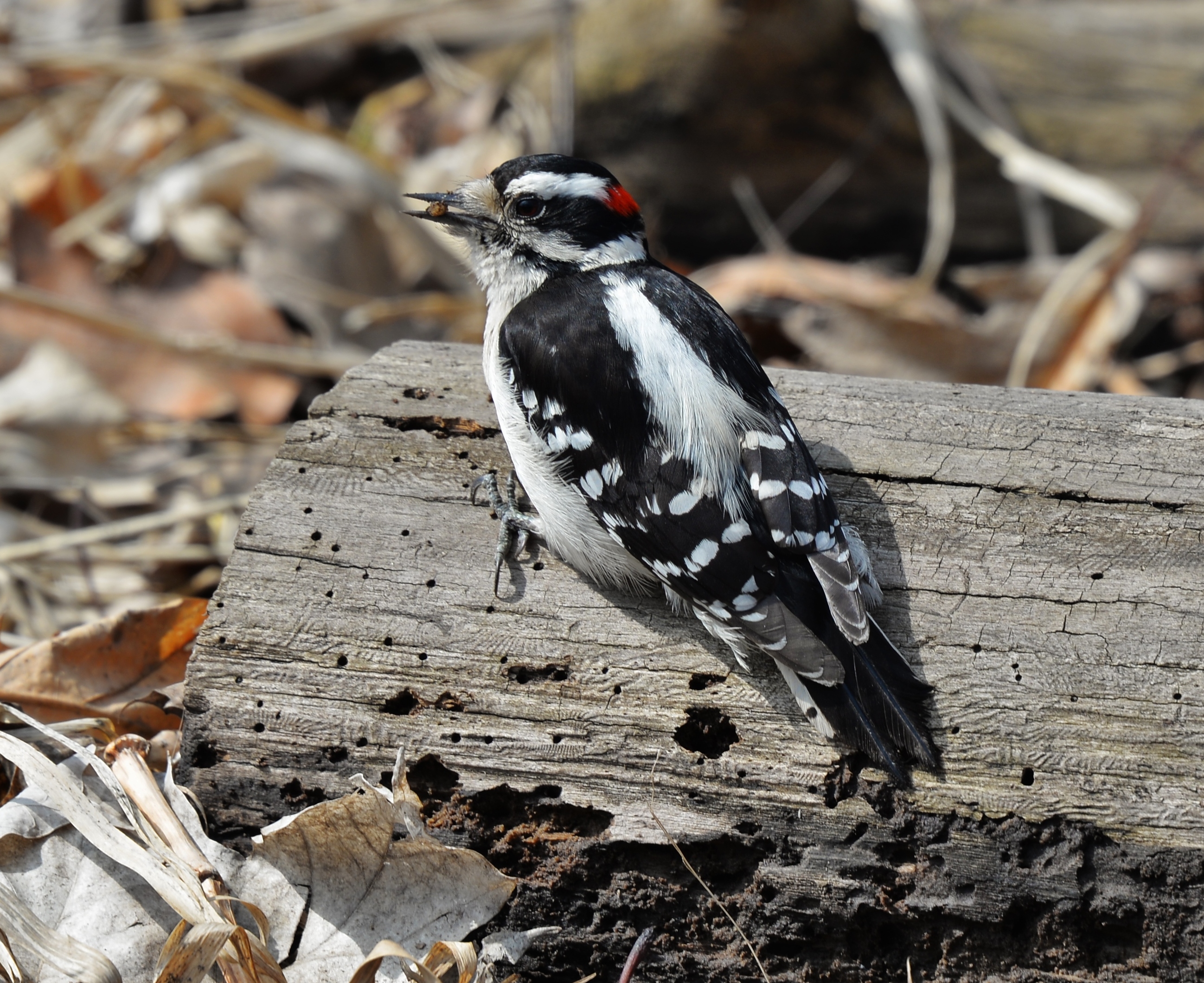 Downy woodpecker James Gardens