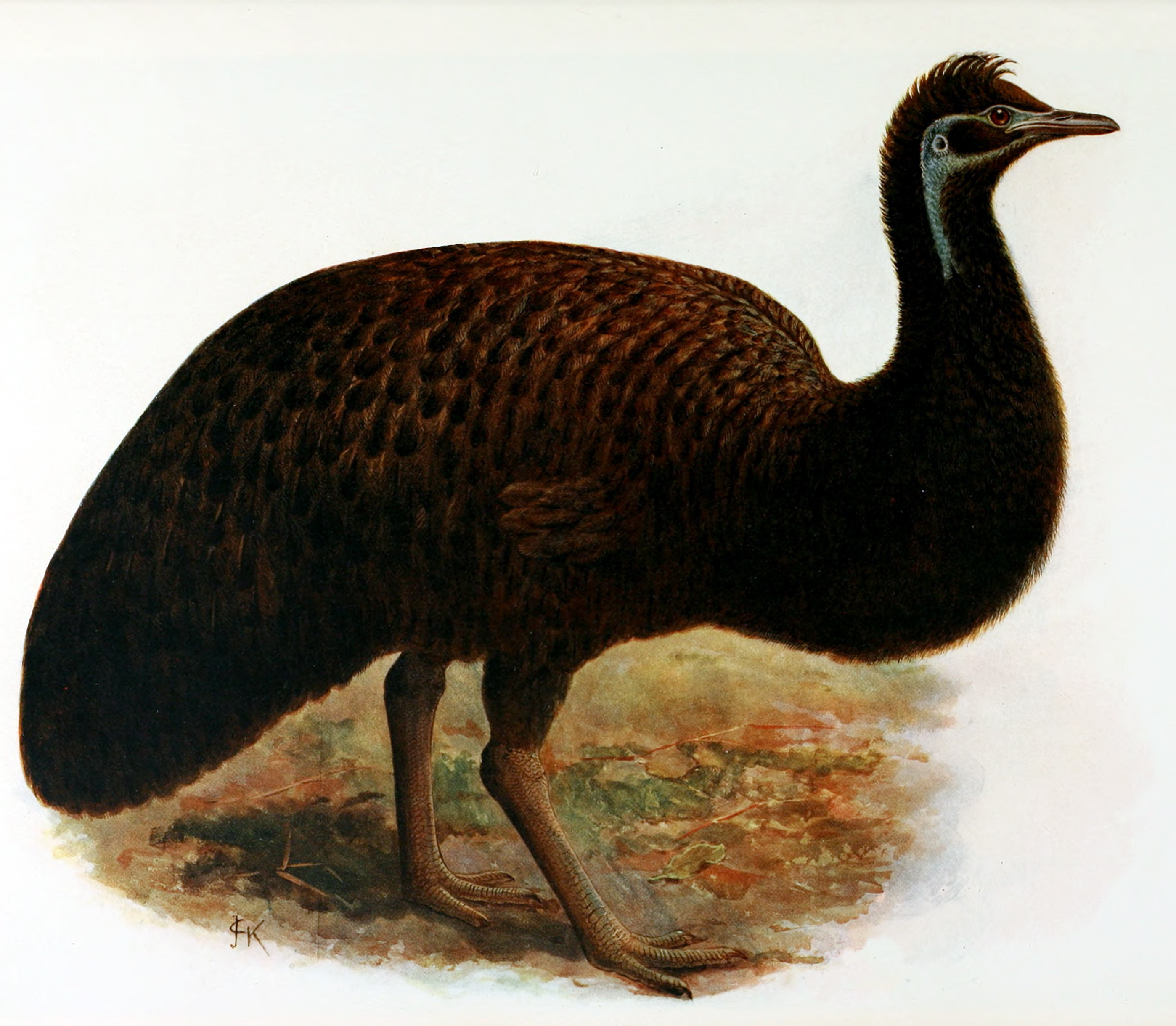 Dromaius baudinianus