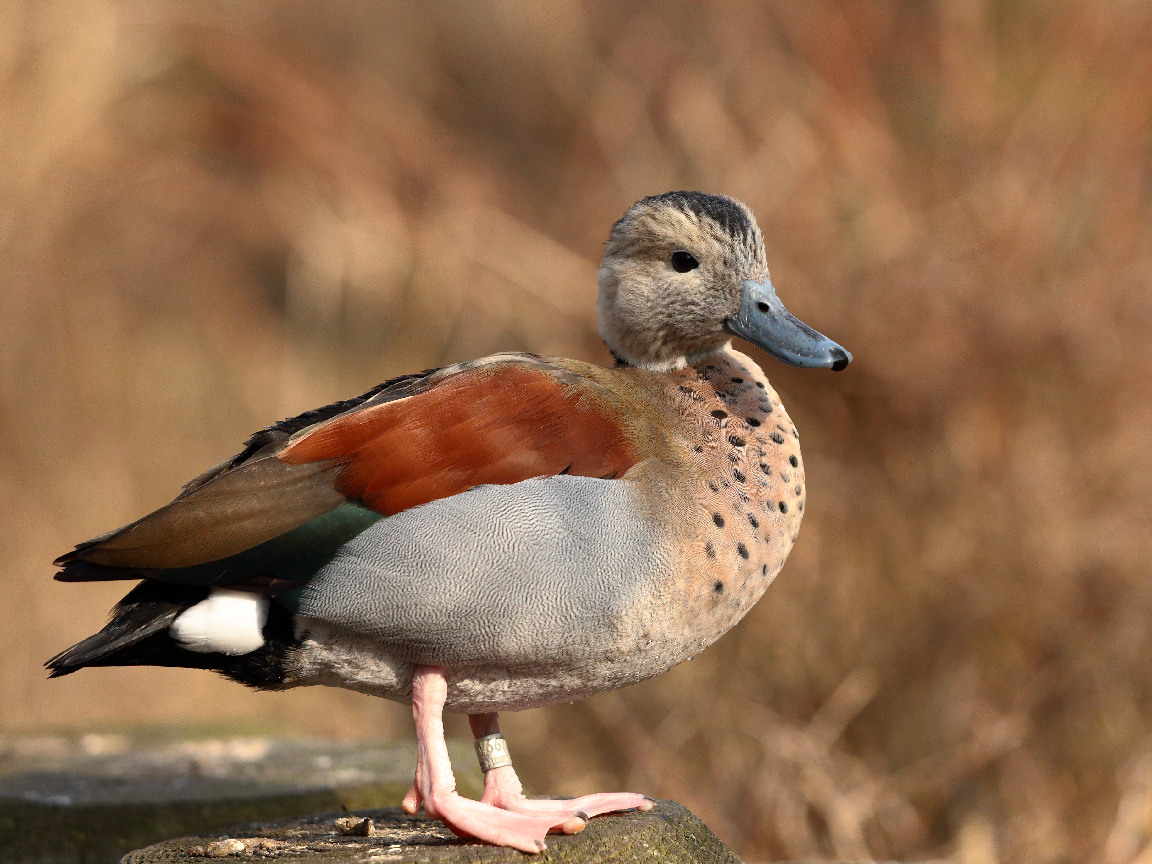 Duck at Munich Zoo3