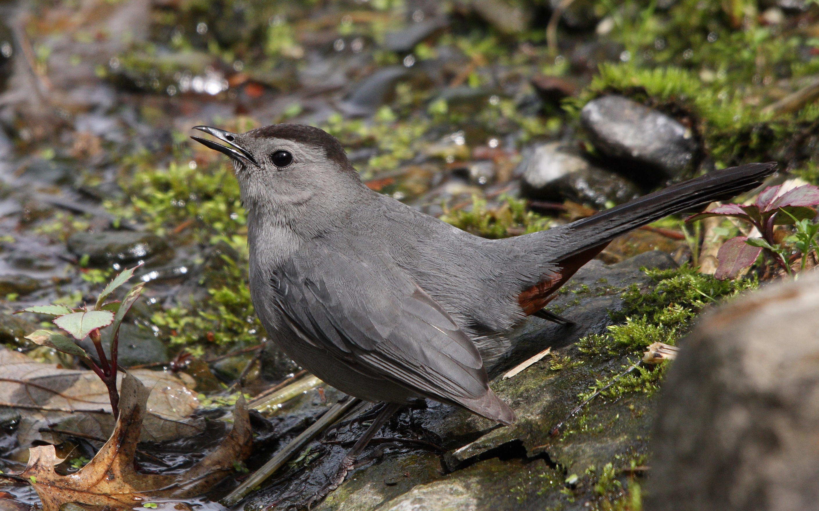 Dumetella carolinensis QC