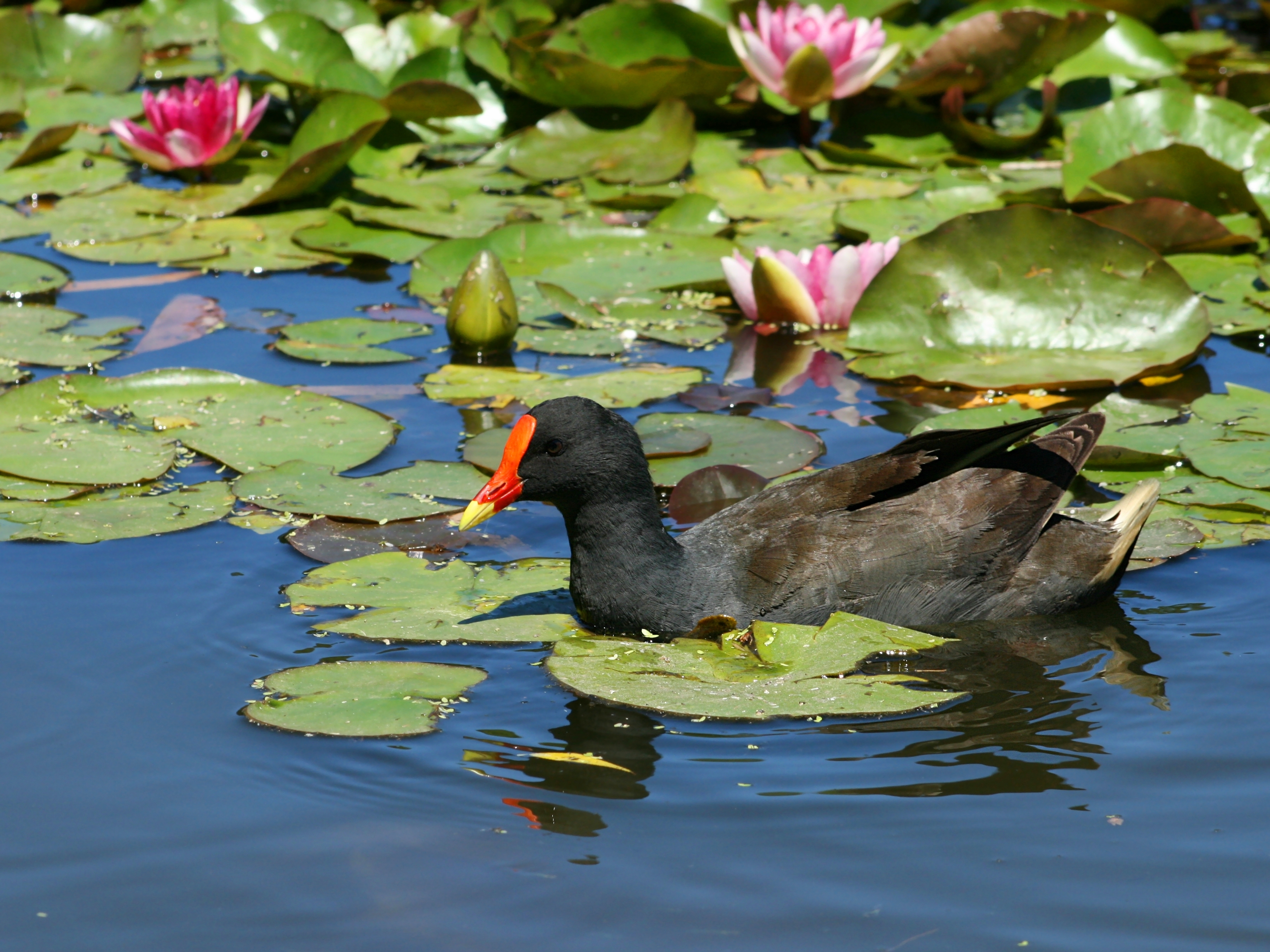 Dusky Moorhen Water Lilies