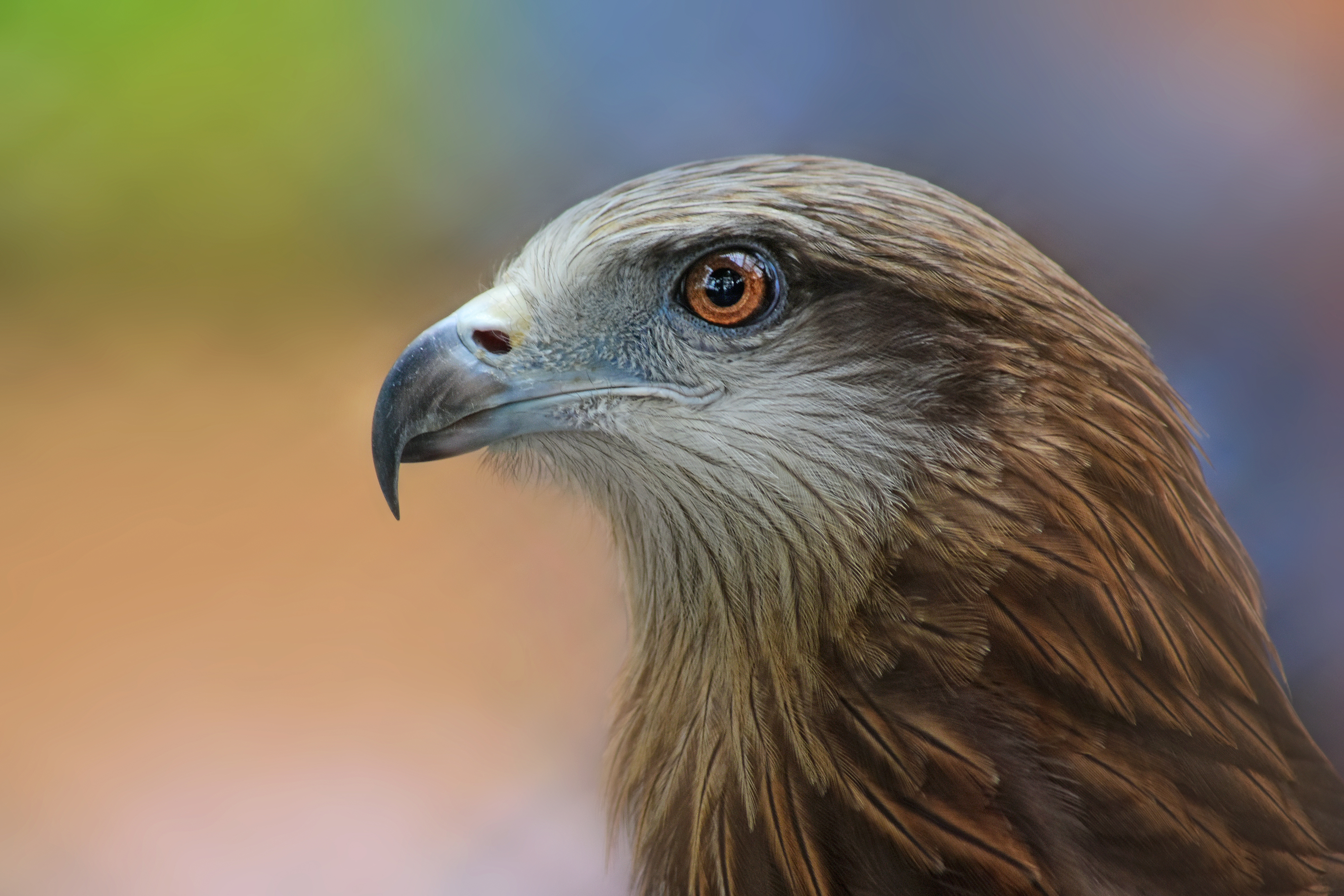 Eagle Safari Park
