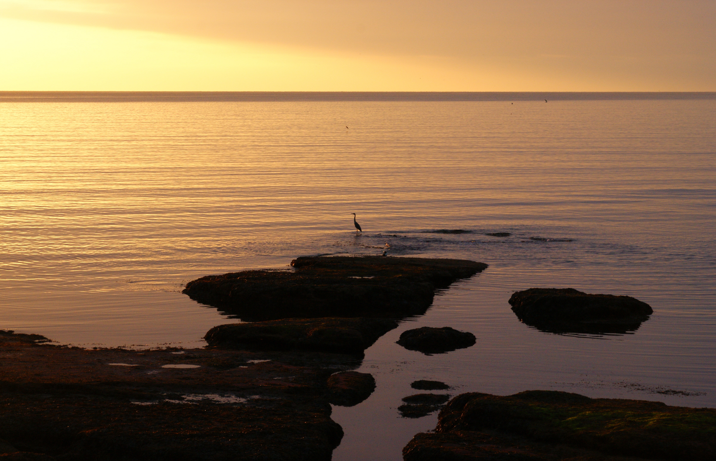 Early light heron fishing