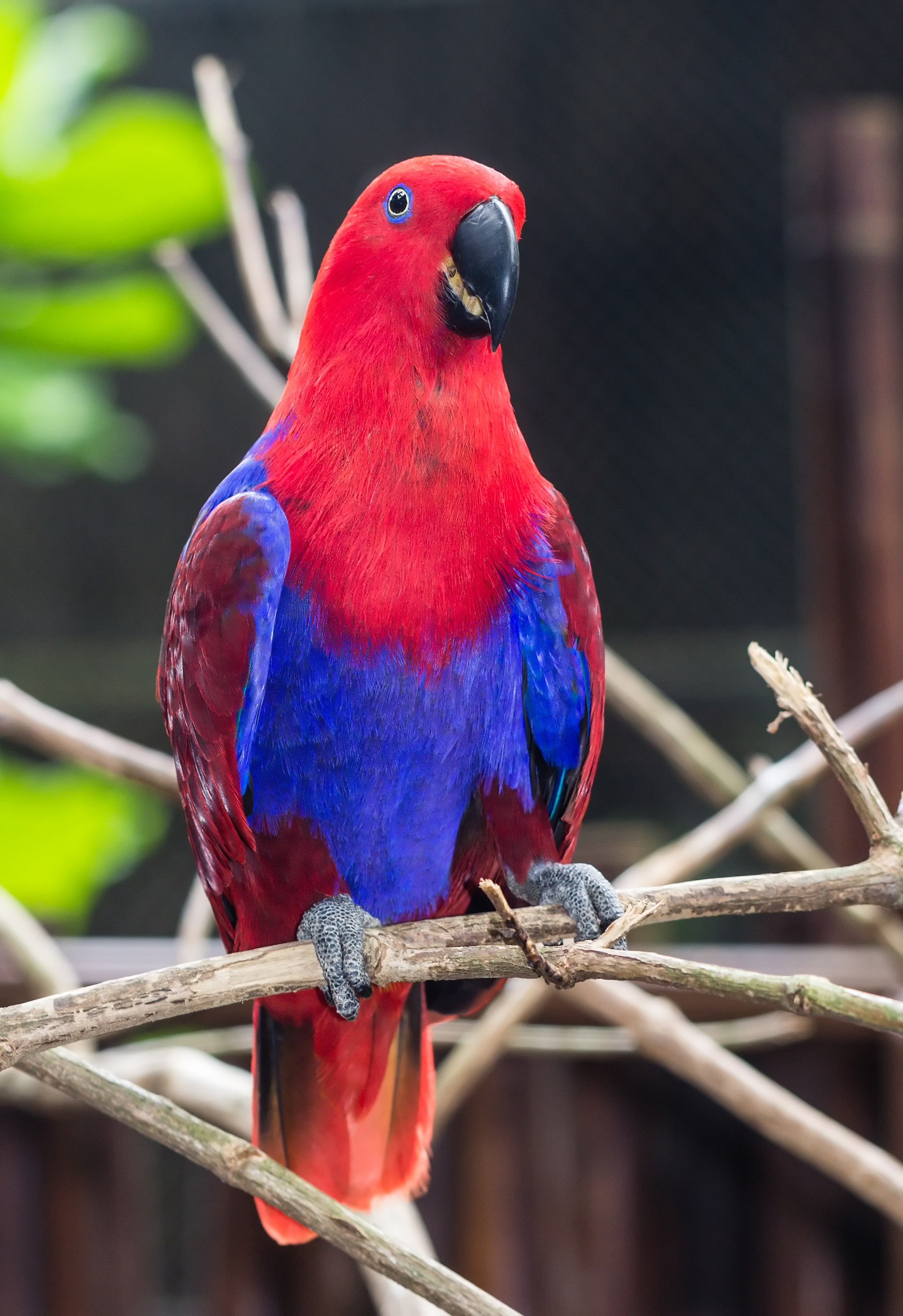 Eclectus parrot (Eclectus roratus) female, Gembira Loka Zoo, Yogyakarta, 2015-03-15 02