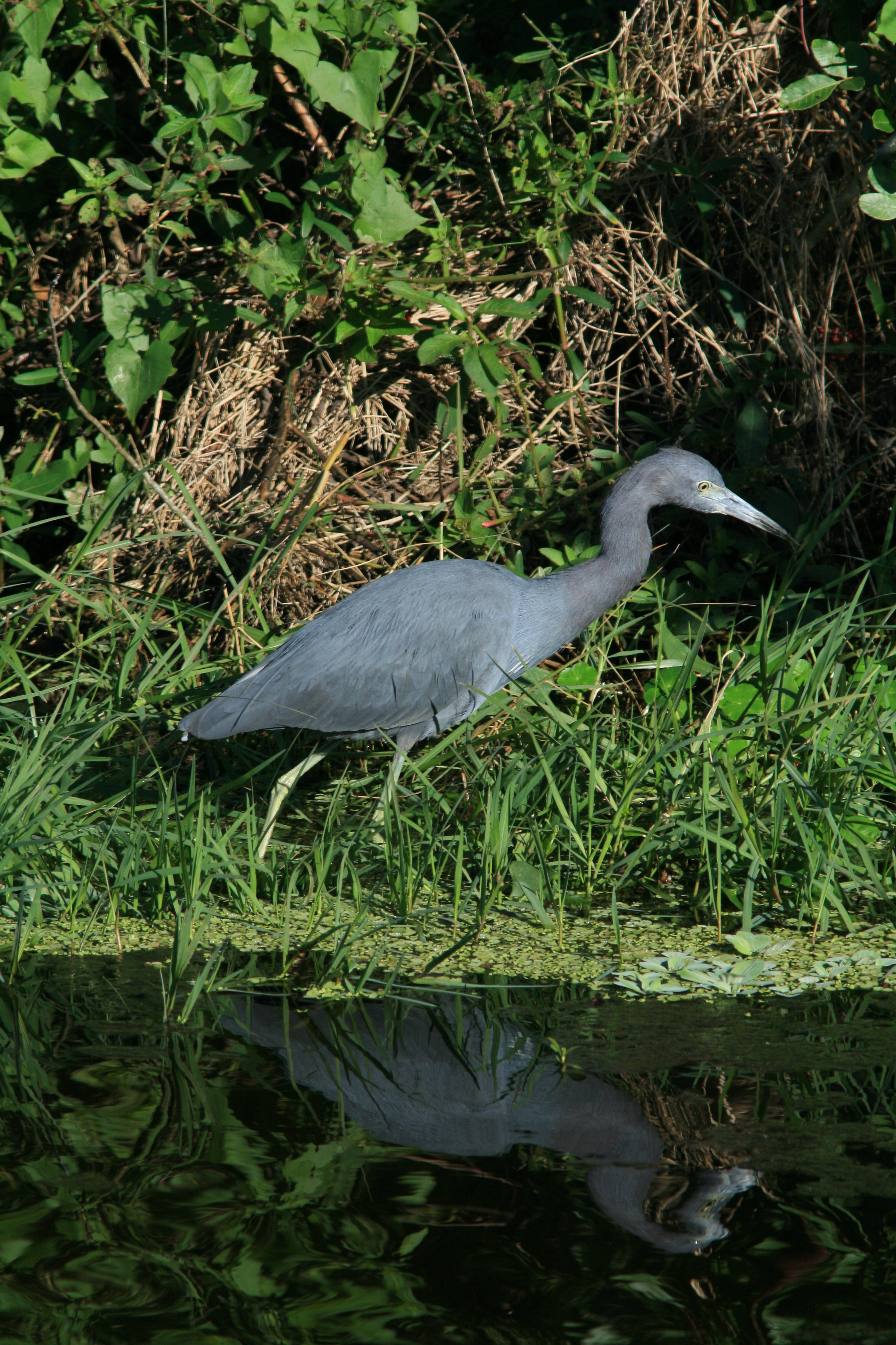 Egretta caeruela in Loxahatchee National Wildlife Refuge