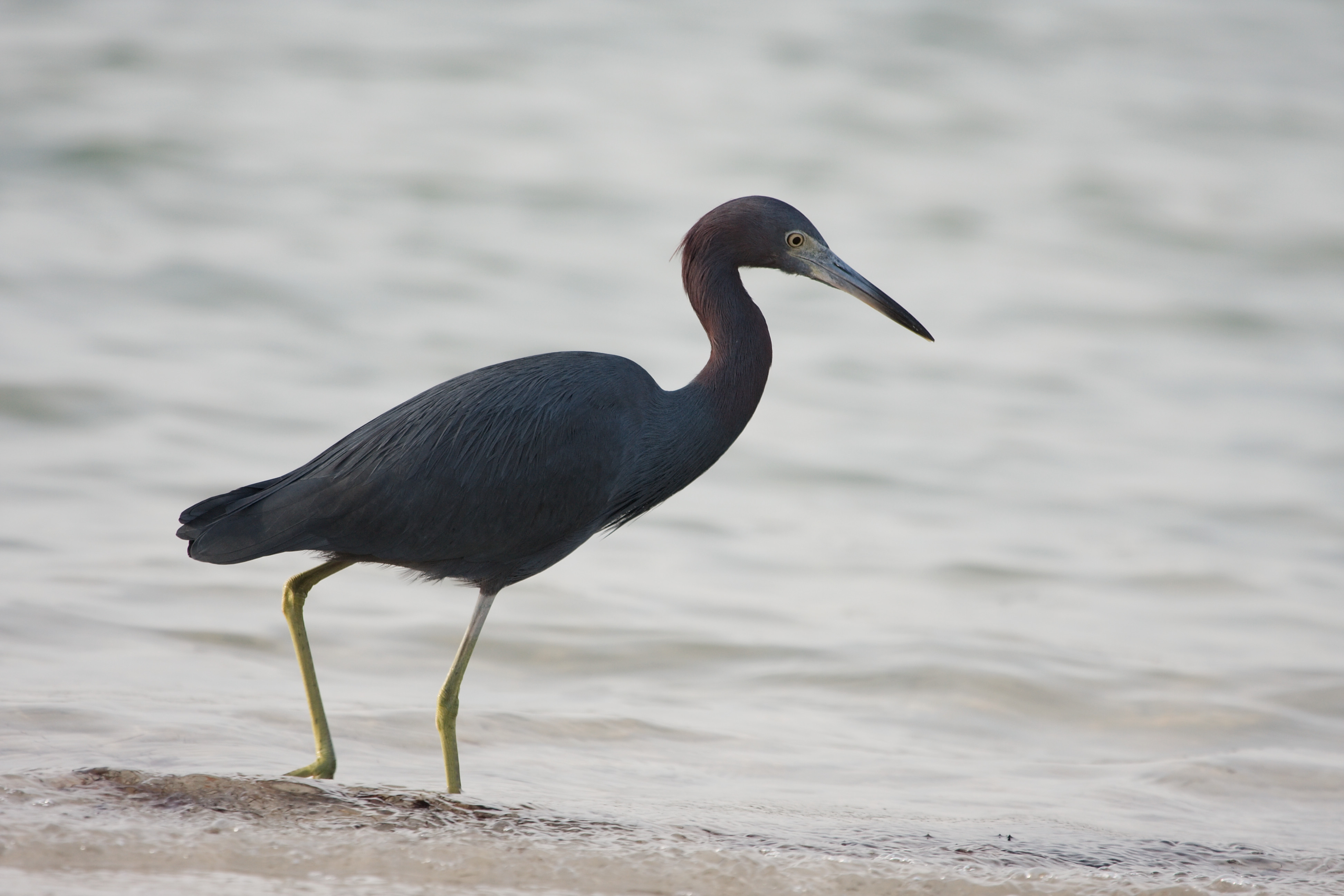 Egretta caerulea 9455