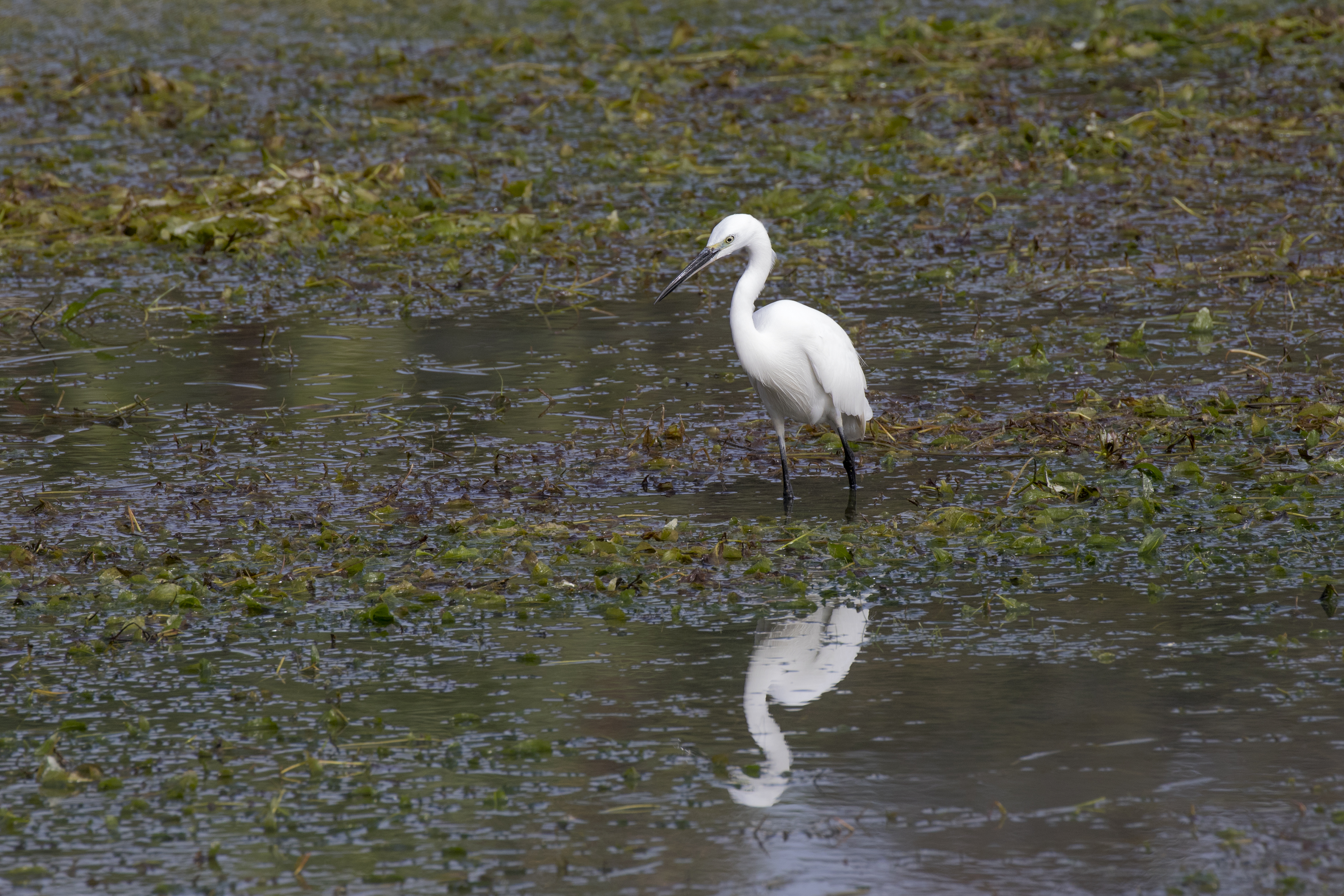 Egretta garzetta - Little egret, Adana 2016-11-12 12-21