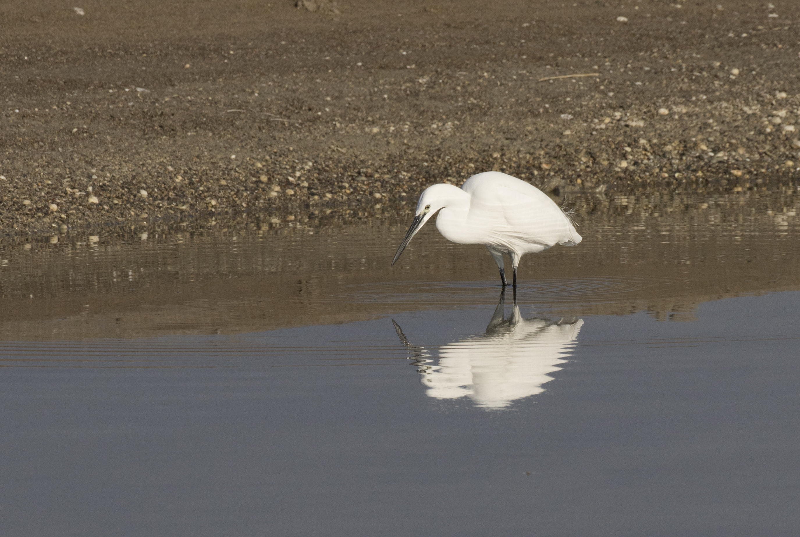 Egretta garzetta - Little Egret, Mersin 2016-12-11 01-1