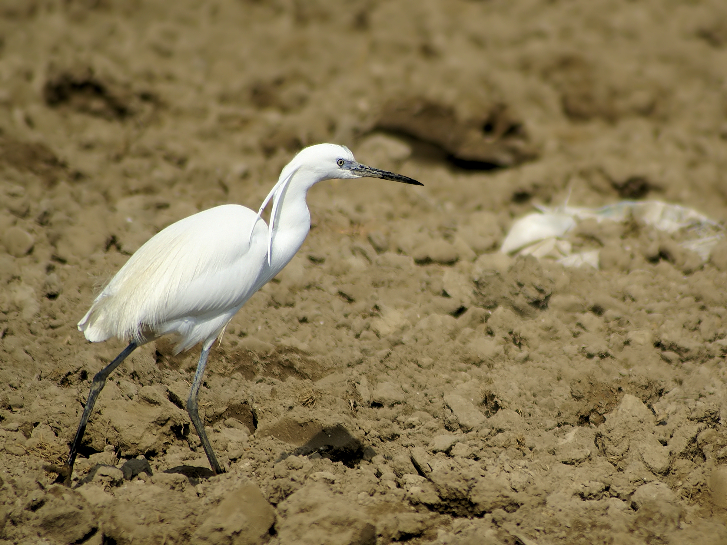 Egretta garzetta (Baix Ebre)