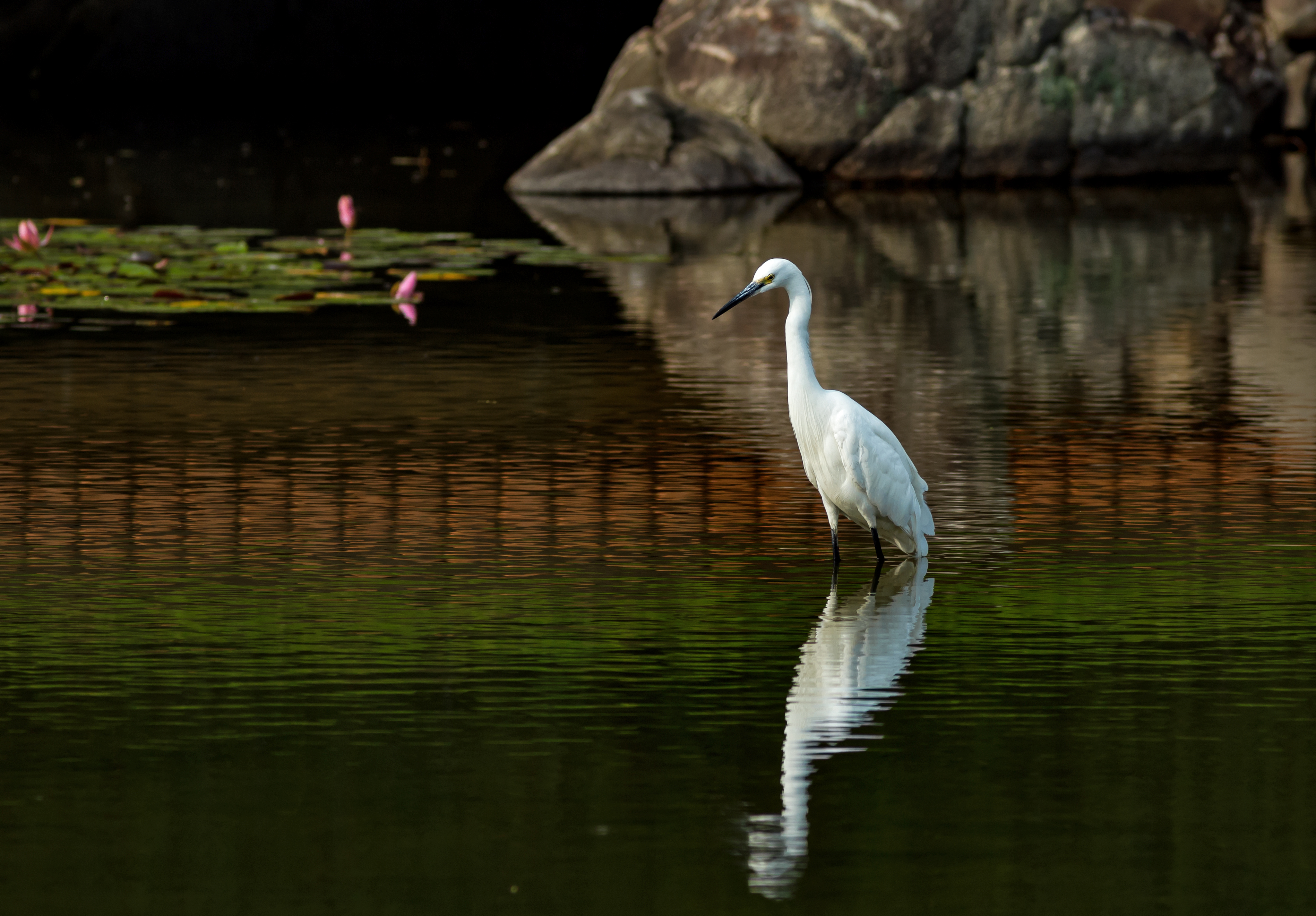 Egretta garzetta, Keitakuen, Osaka II