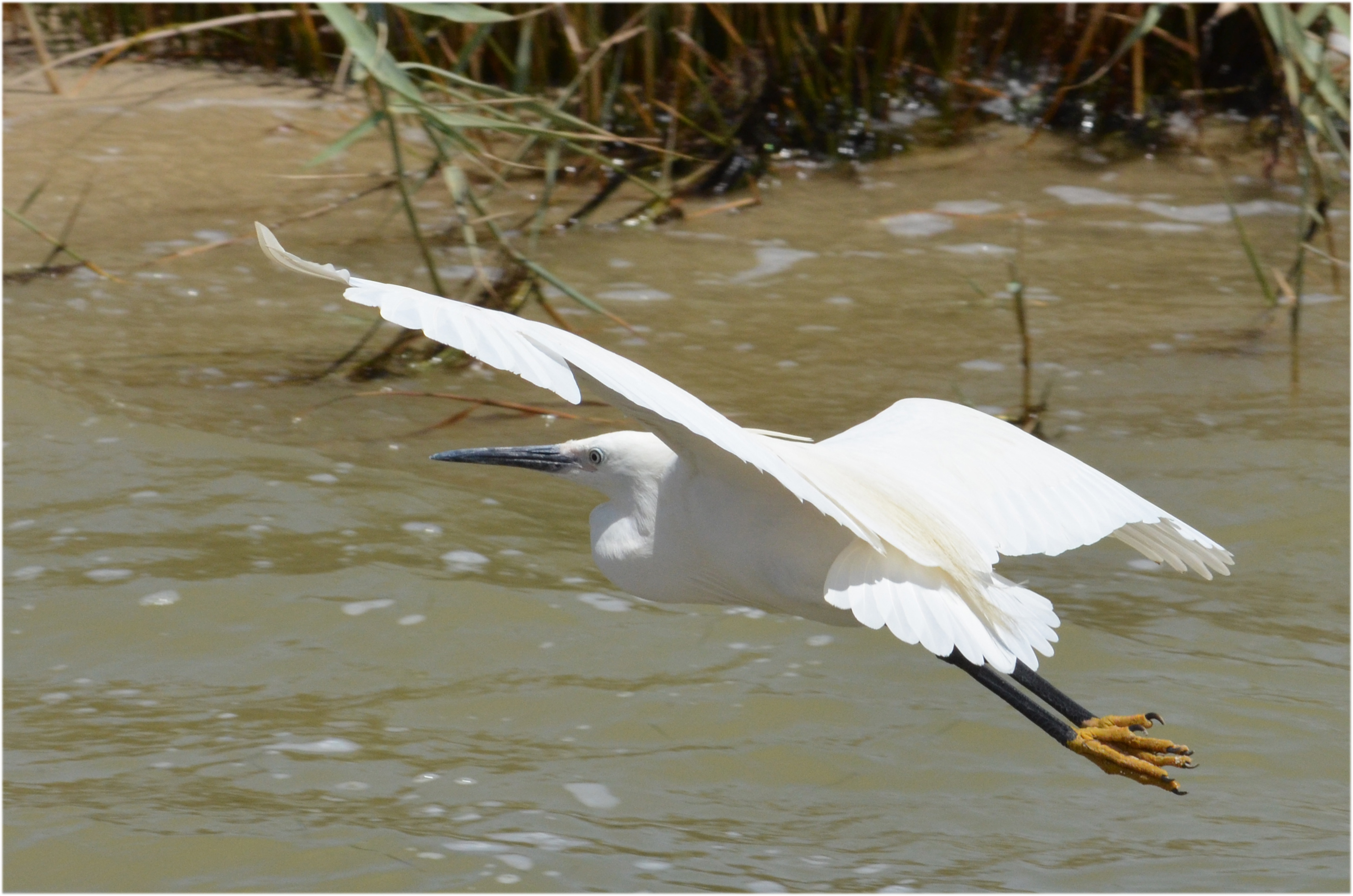 Egretta garzetta at Fayoum by Hatem Moushir 8