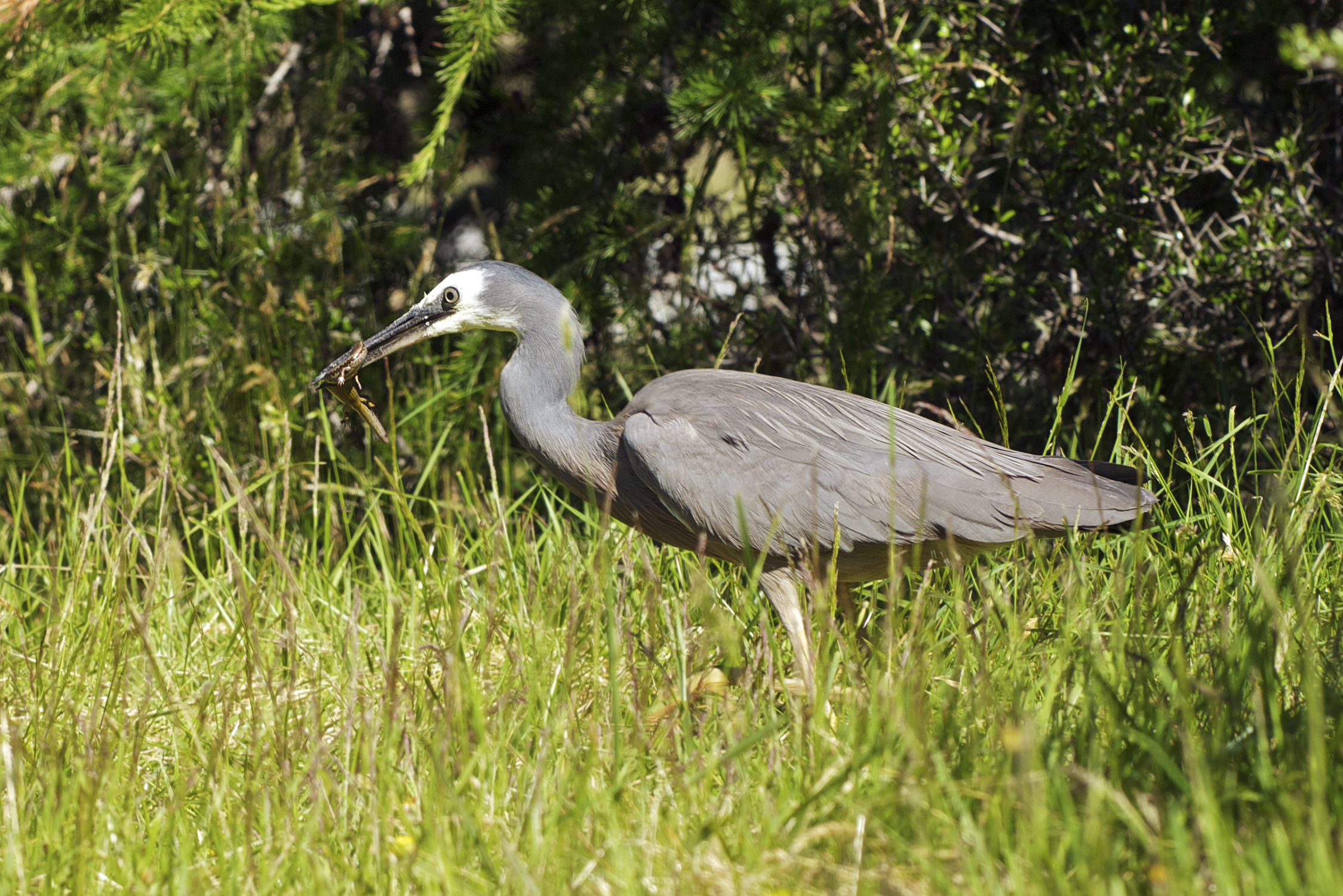 Egretta novaehollandiae LC0249