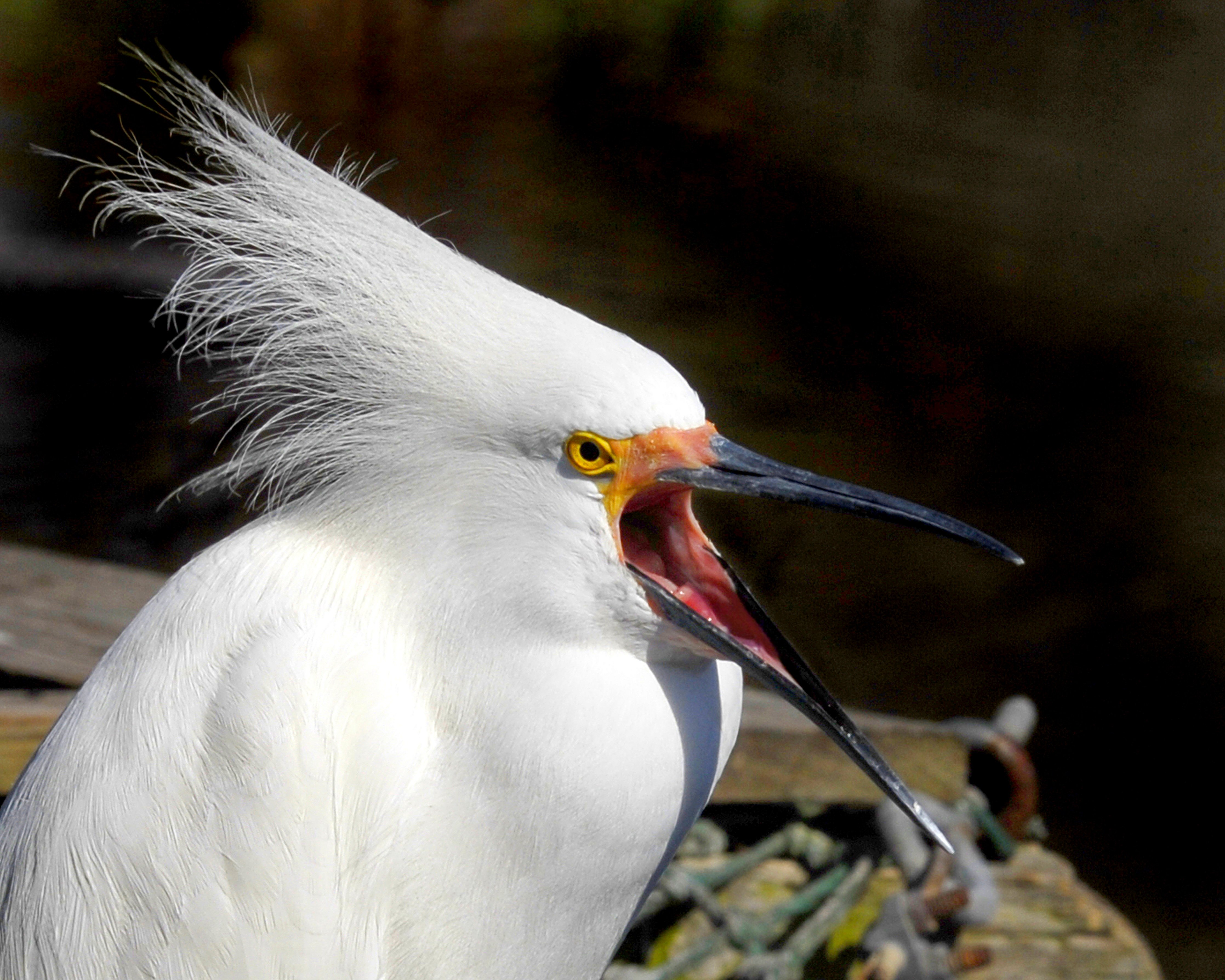 Egretta thula - Andrea Westmoreland