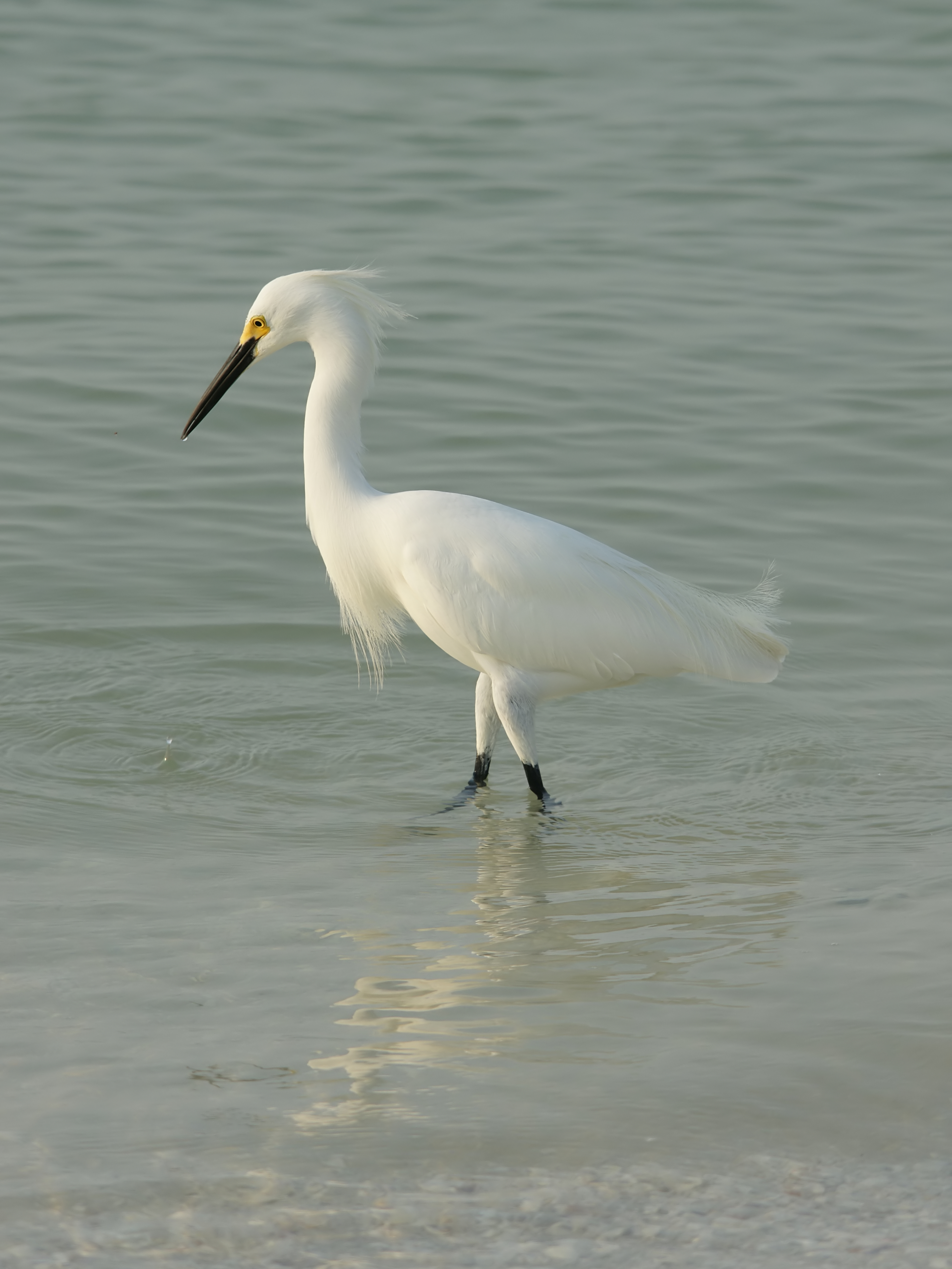 Egretta thula (hunting)