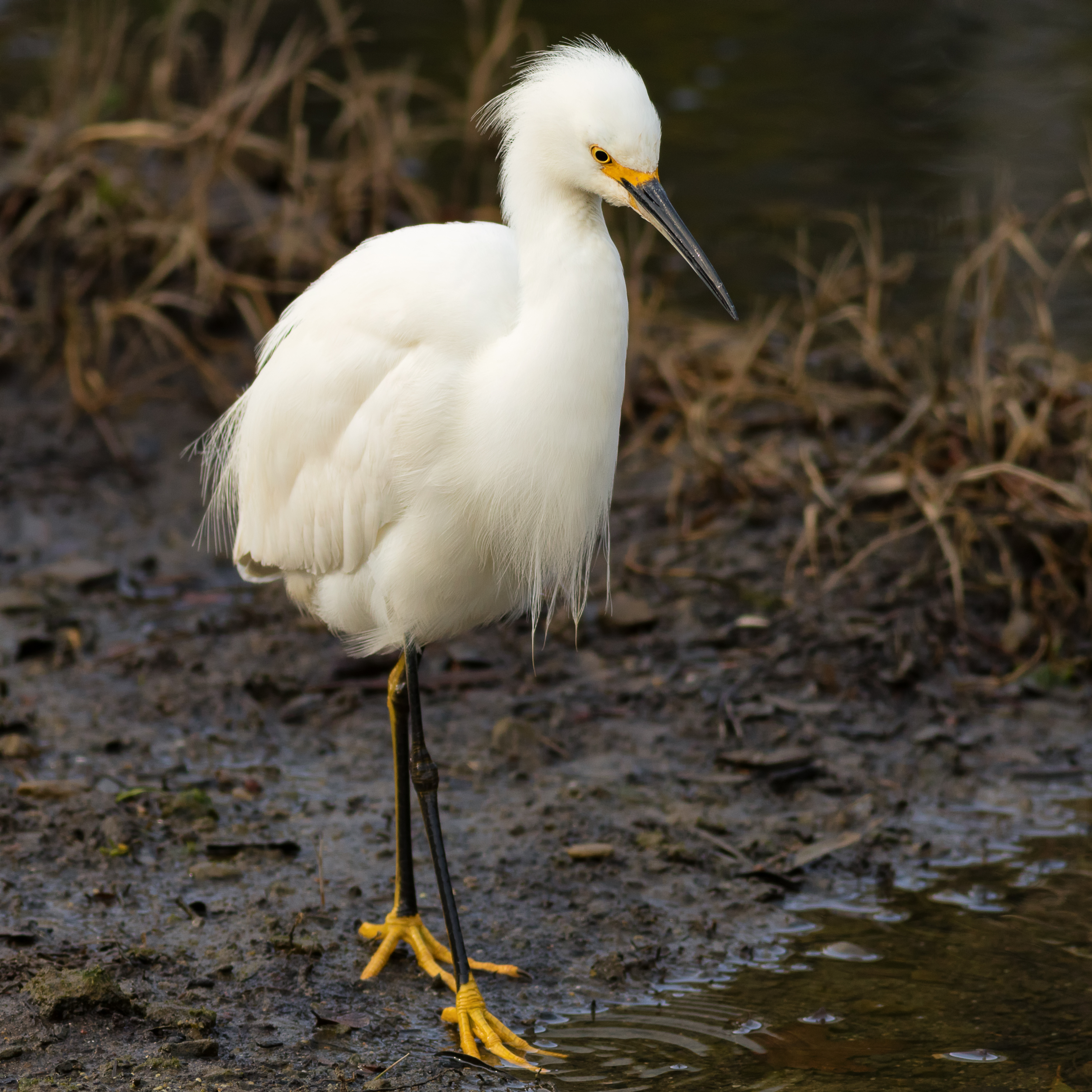 Egretta thula searching for prey in the Strawberry marshes