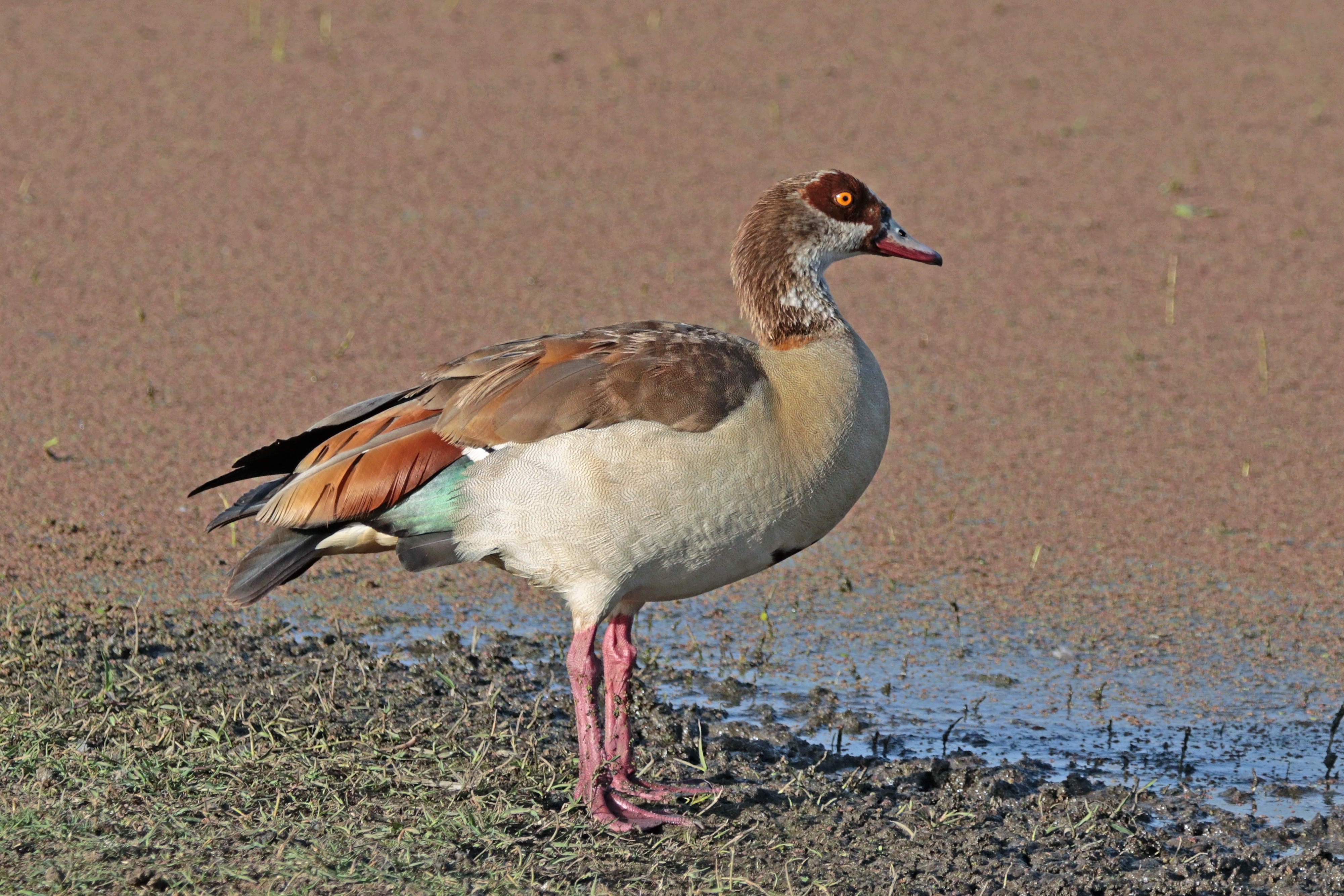 Egyptian goose (Alopochen aegyptiaca) immature