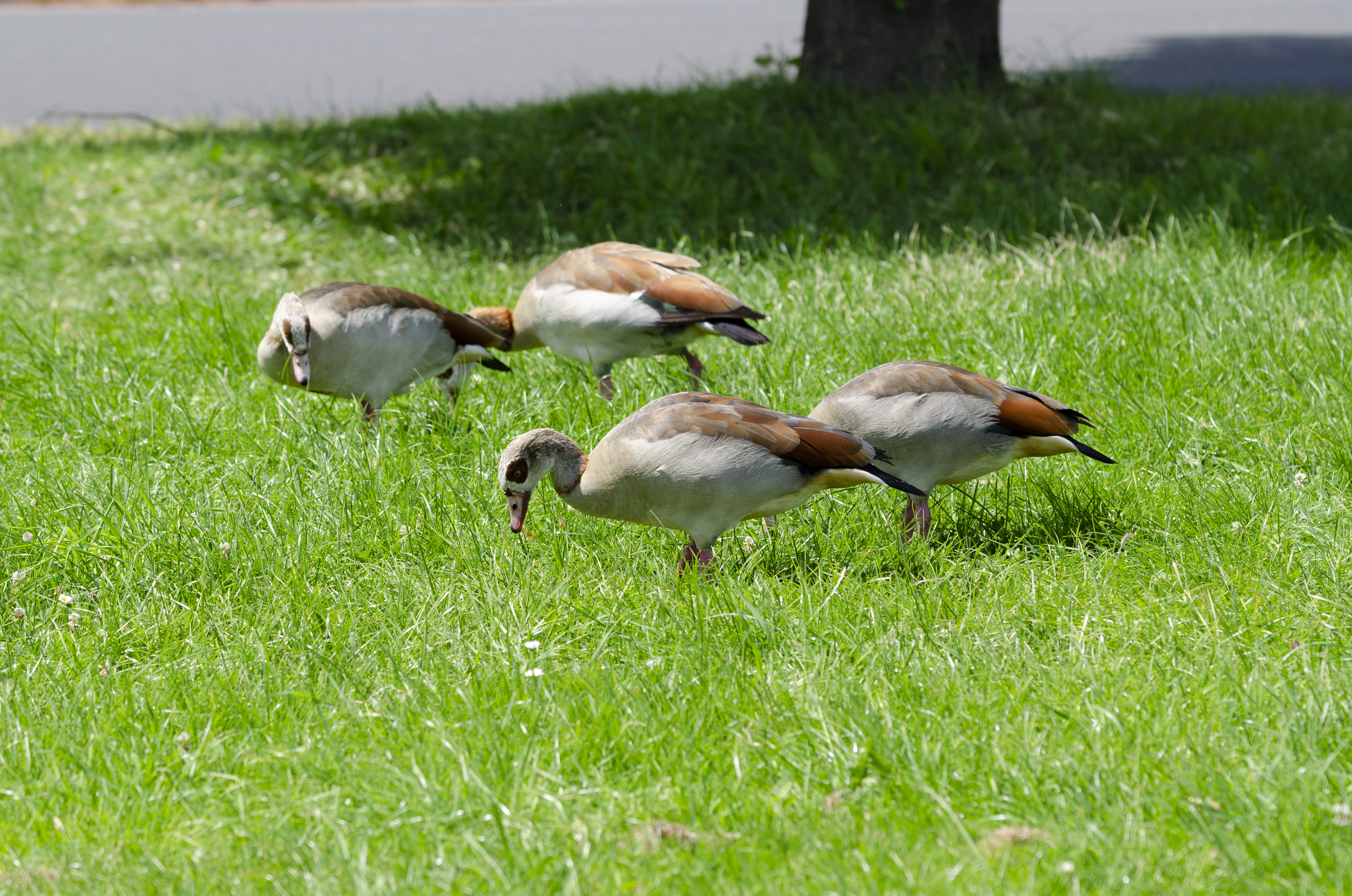 Egyptian Goose Urzig Mosel jun 2018 (13)