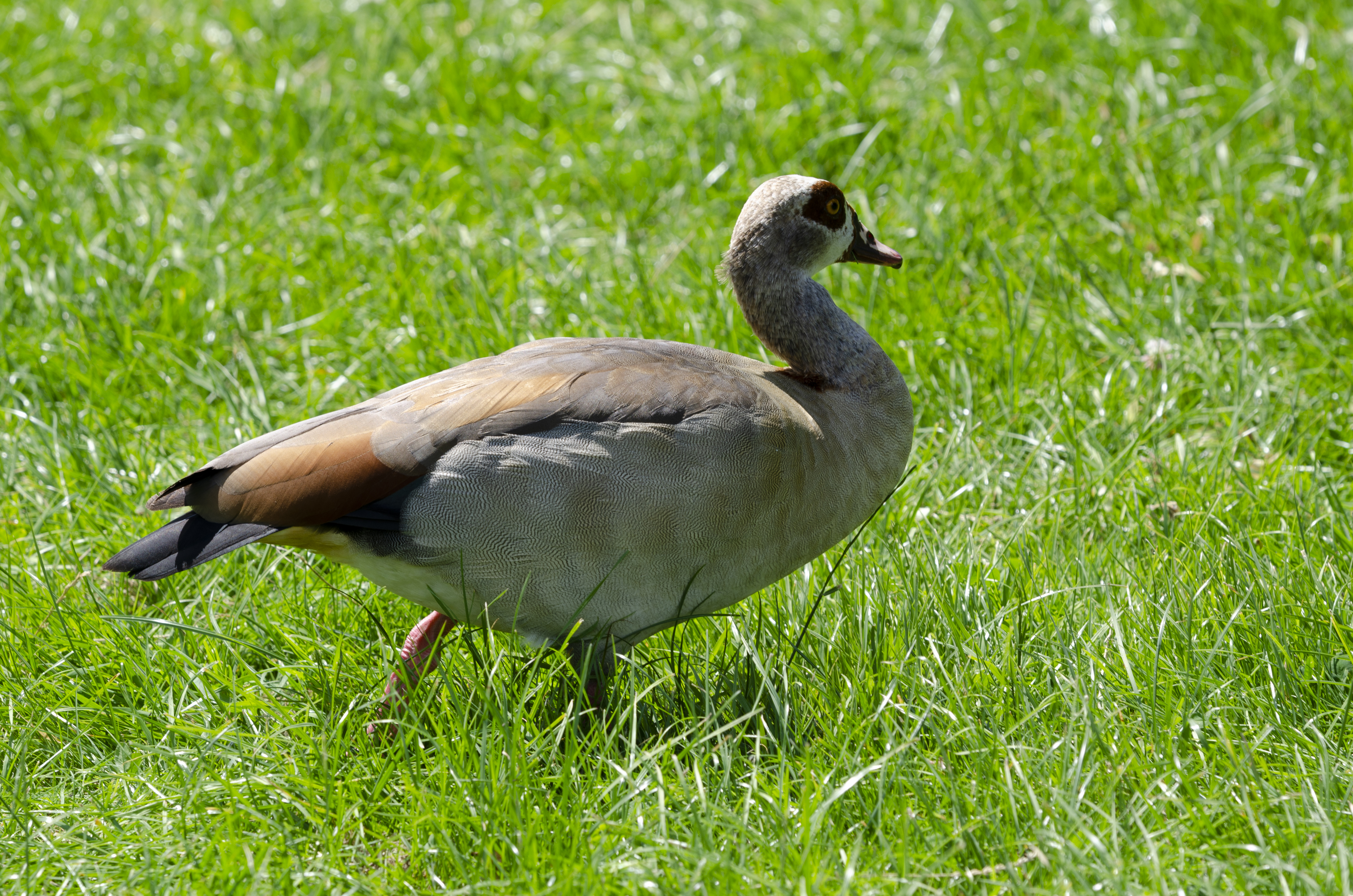 Egyptian Goose Urzig Mosel jun 2018 (4)