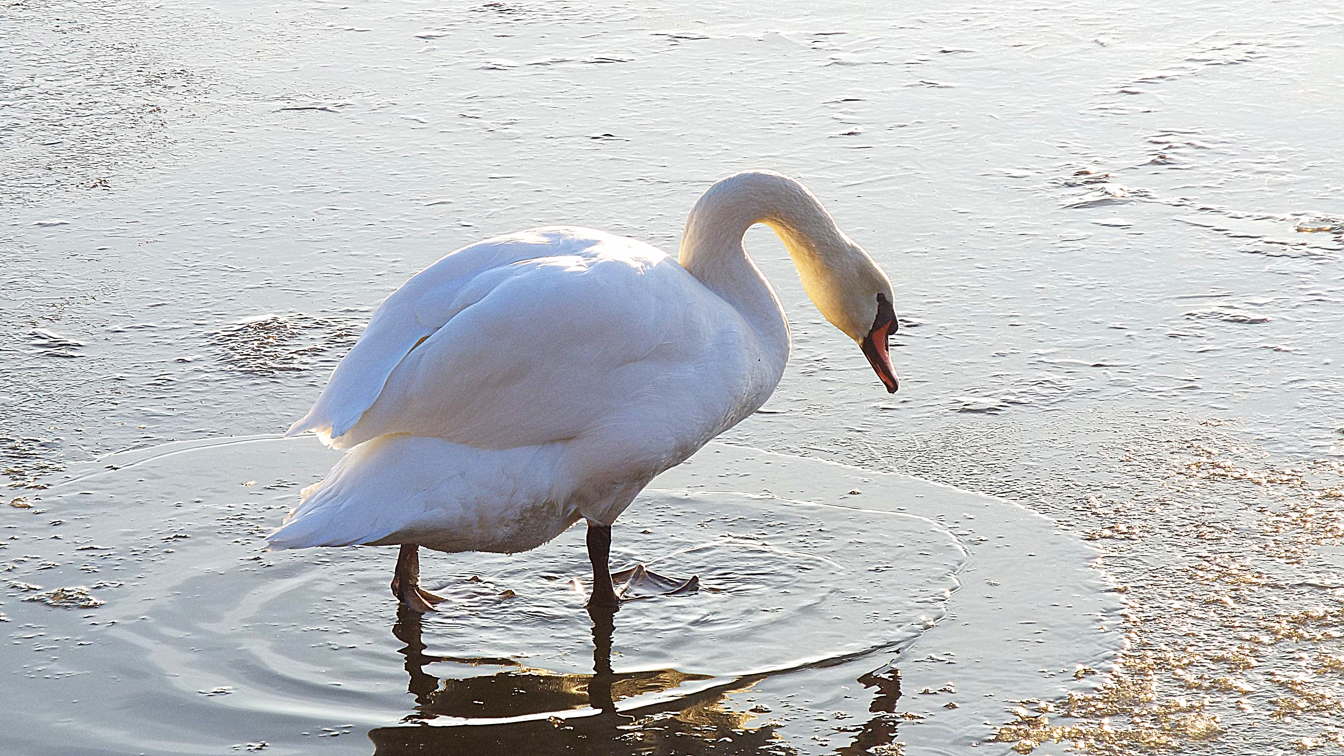 Eisbaden