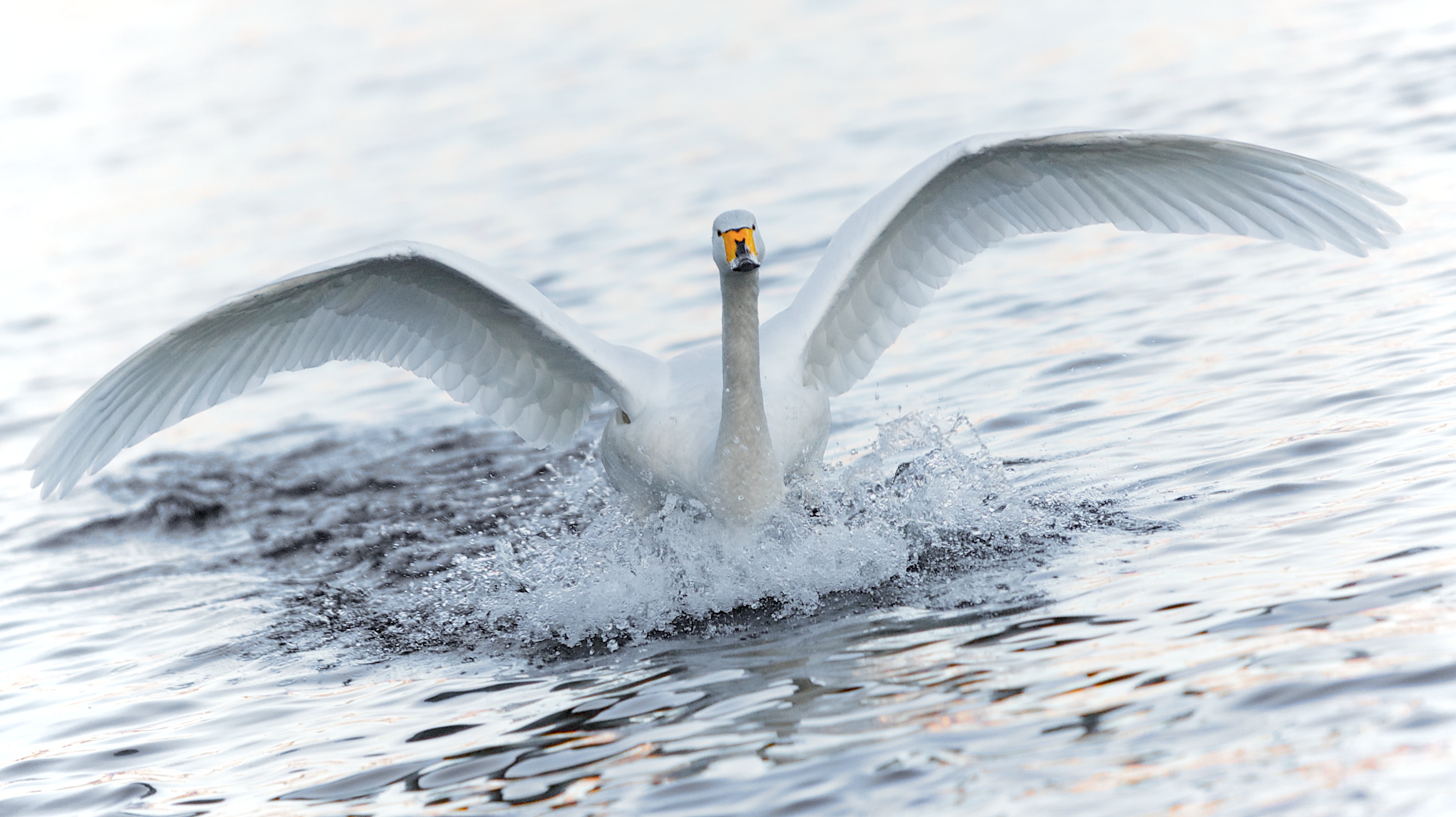 Elegant landing of a swan, Skien
