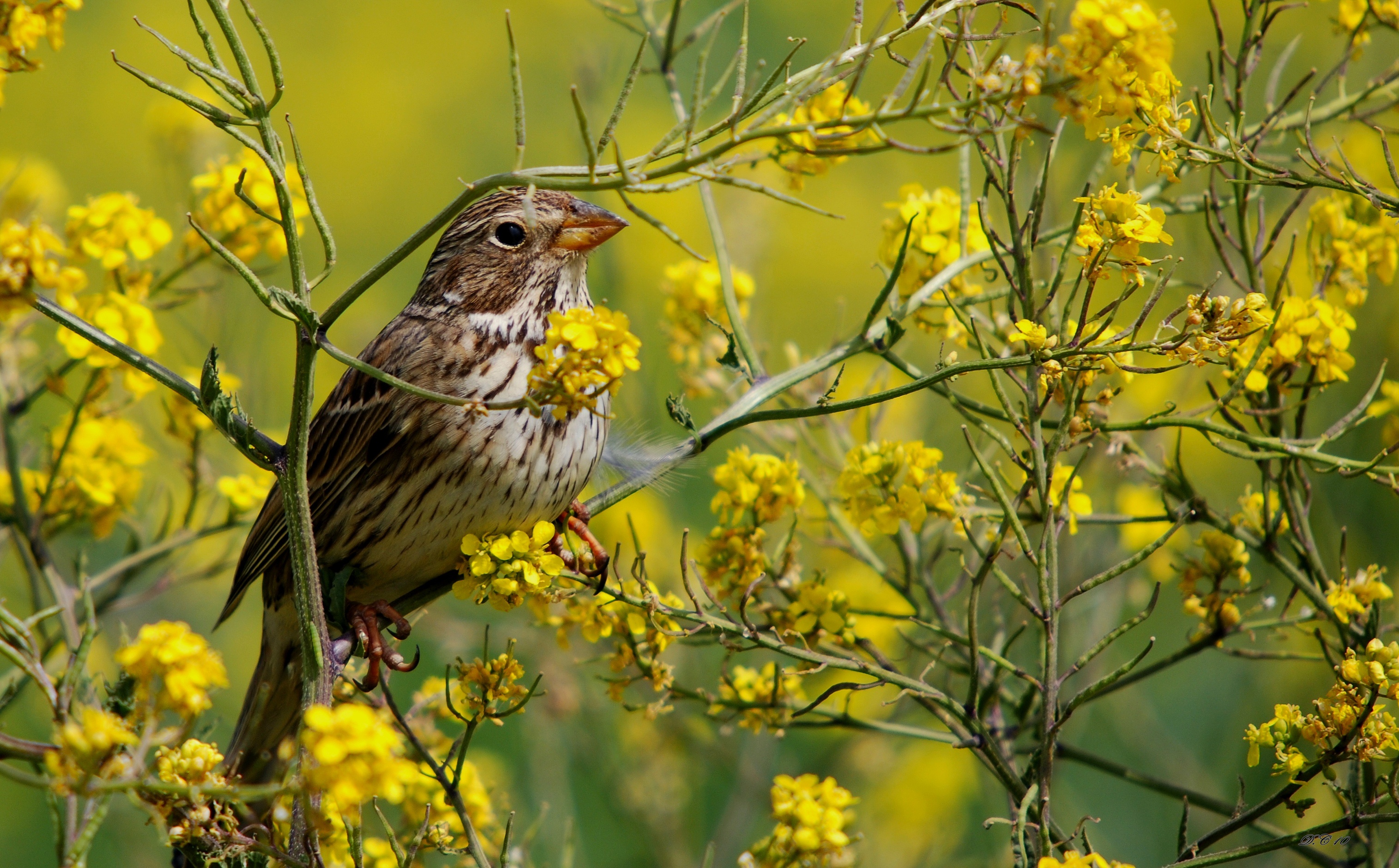 Emberiza calandra southeast Turkey