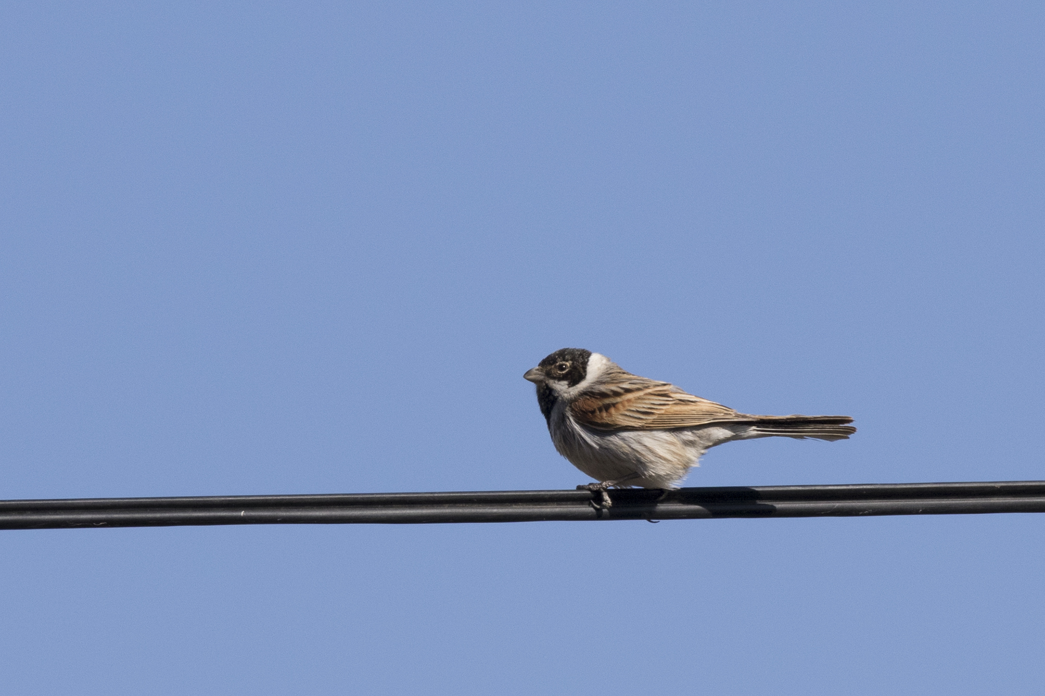 Emberiza schoeniclus - Common Reed Bunting, Mersin 2017-01-22 01-8
