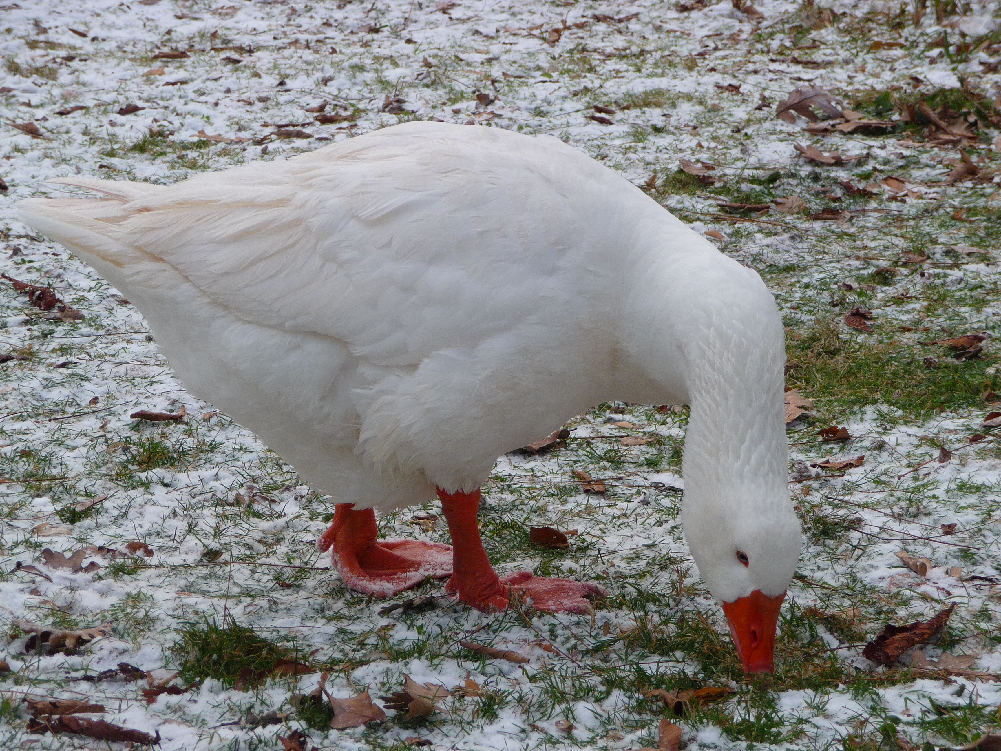 Emder Gans