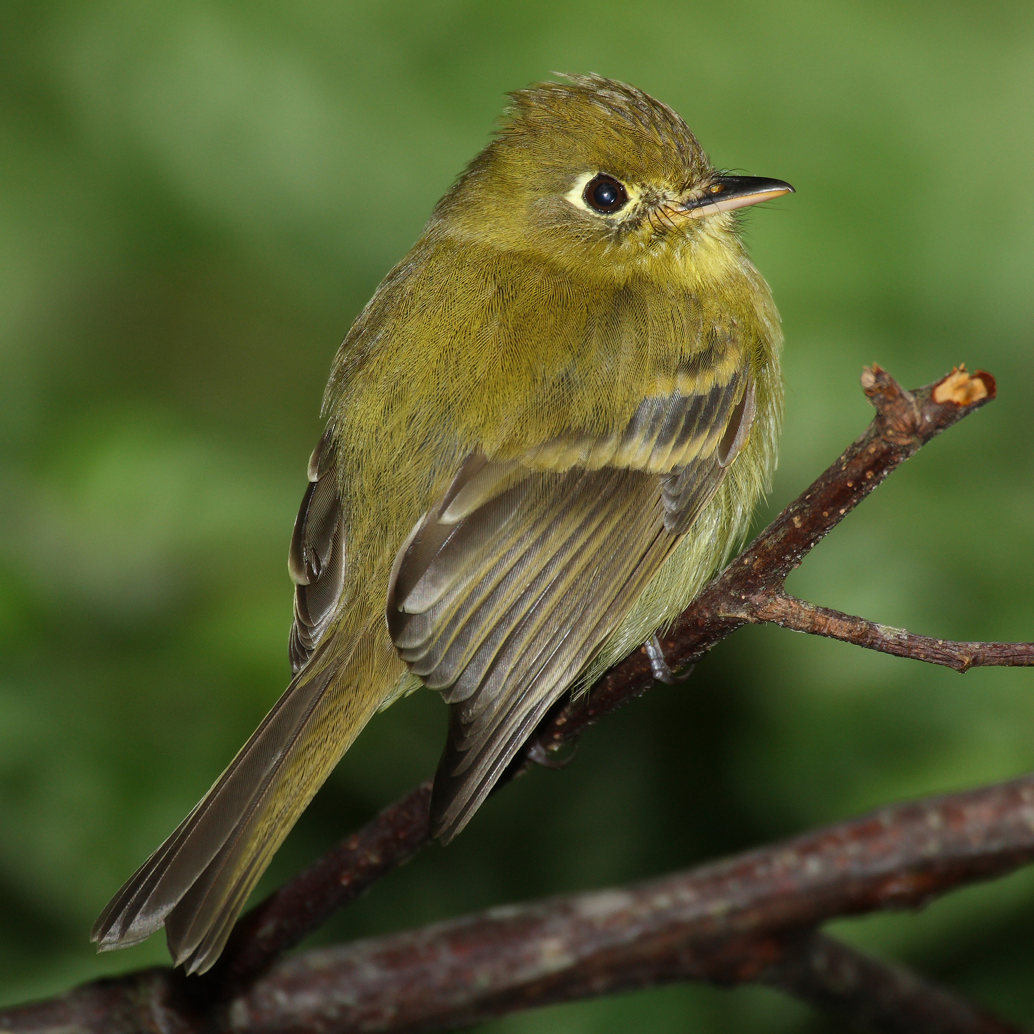 Empidonax-flavescens-002