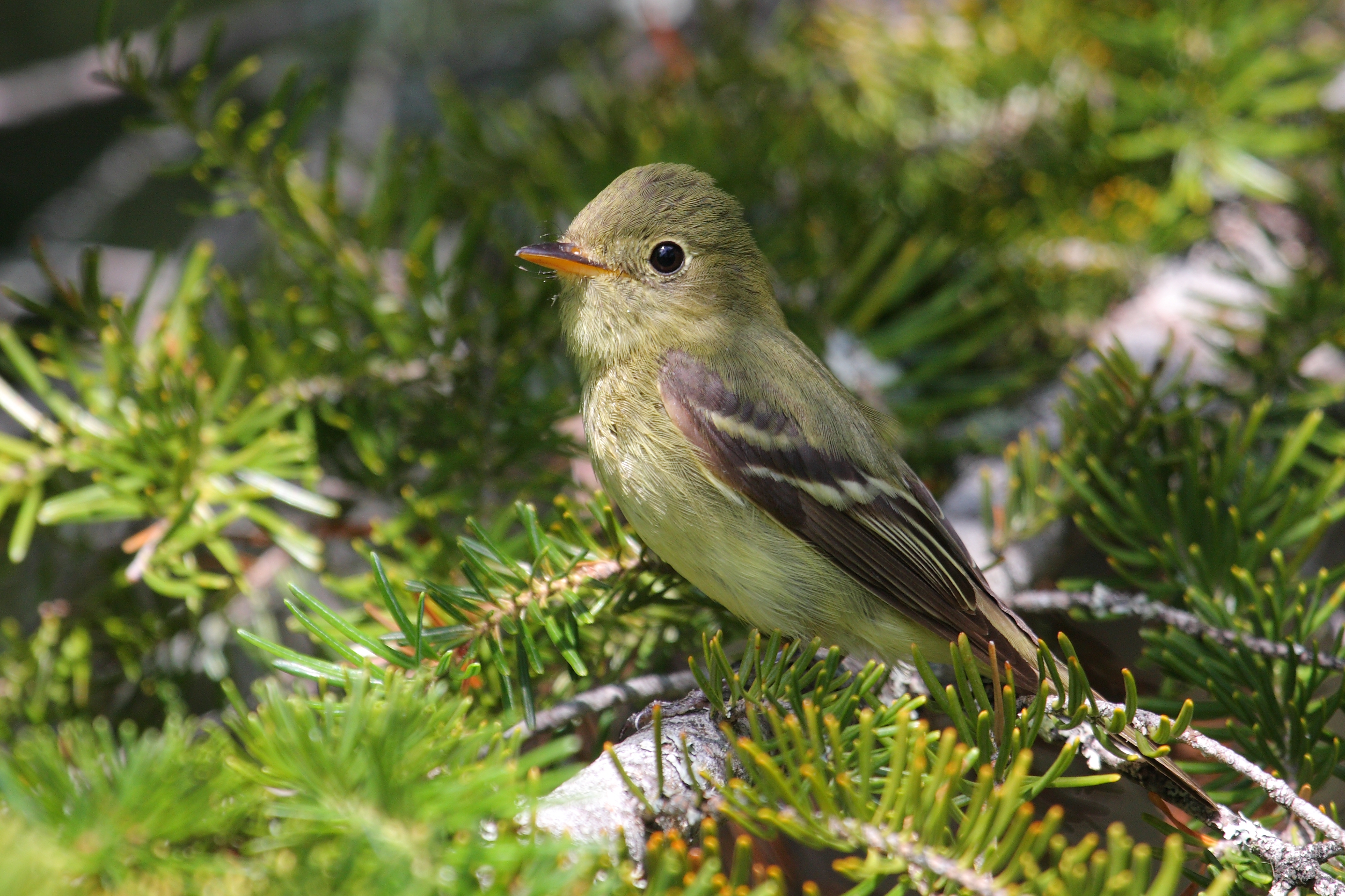 Empidonax flaviventris GJ2