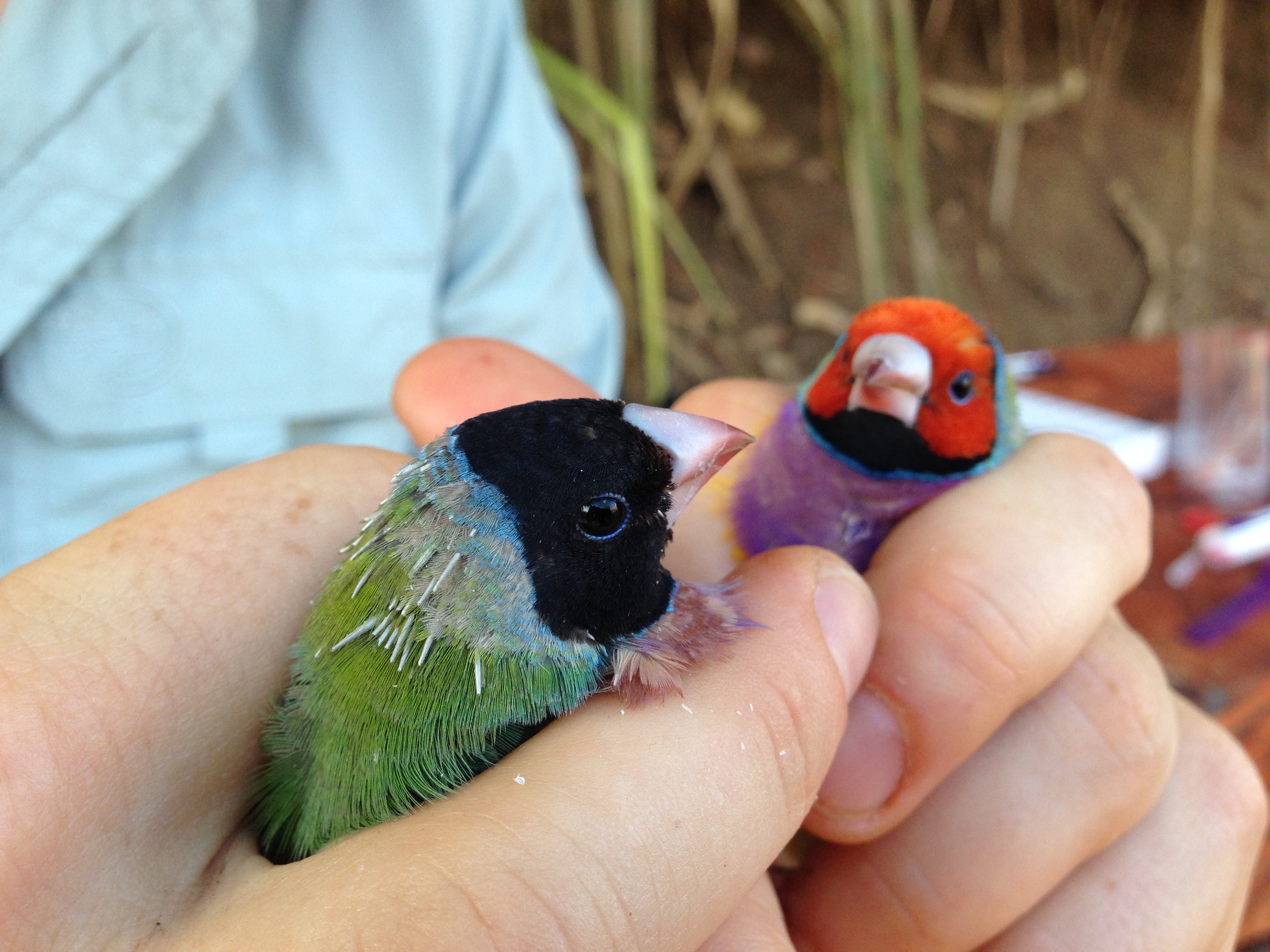 EMS Ecologists Conducting Health + Condition Checks on Endangered Finches Northern Australian