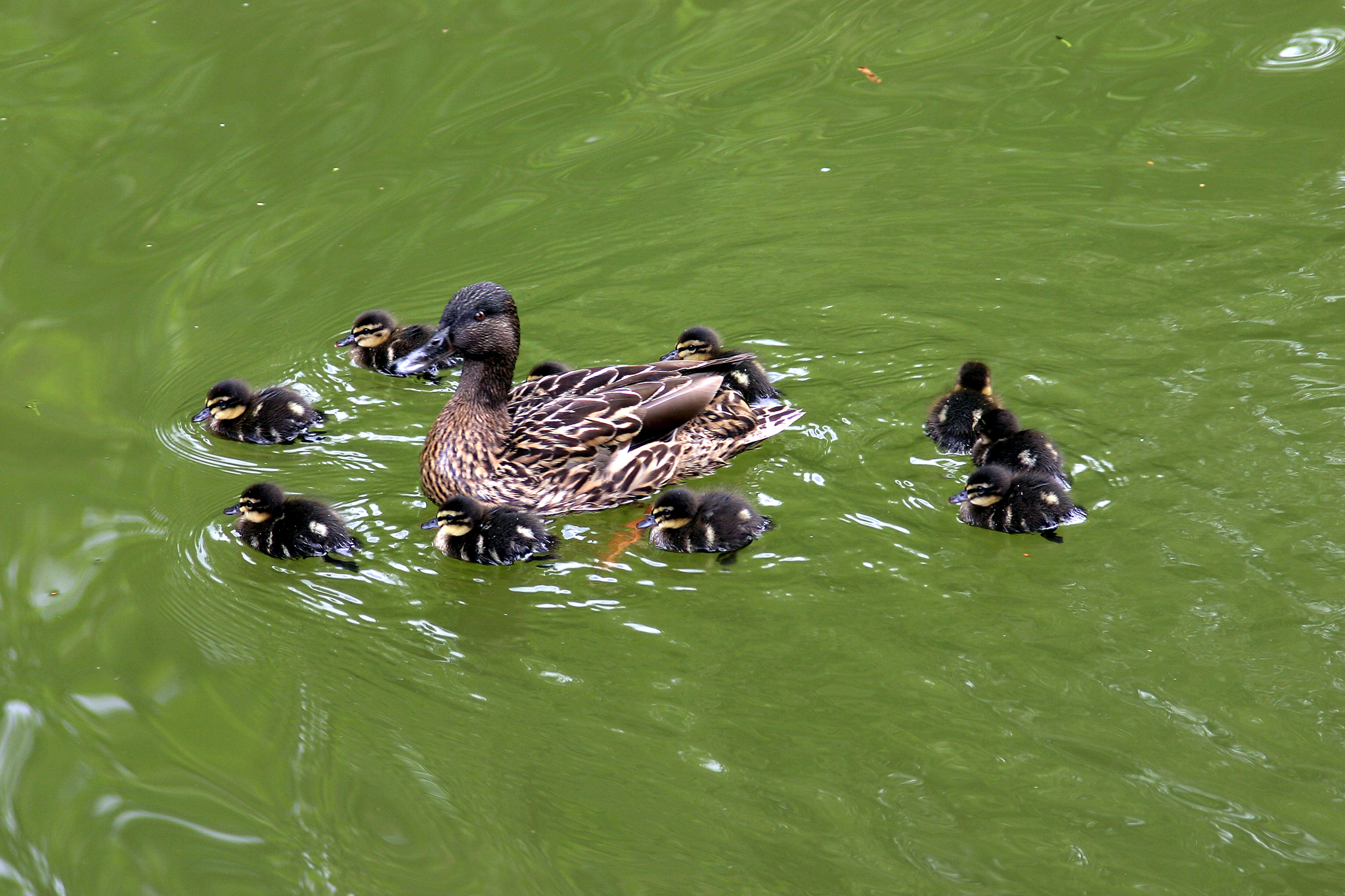 Ente001