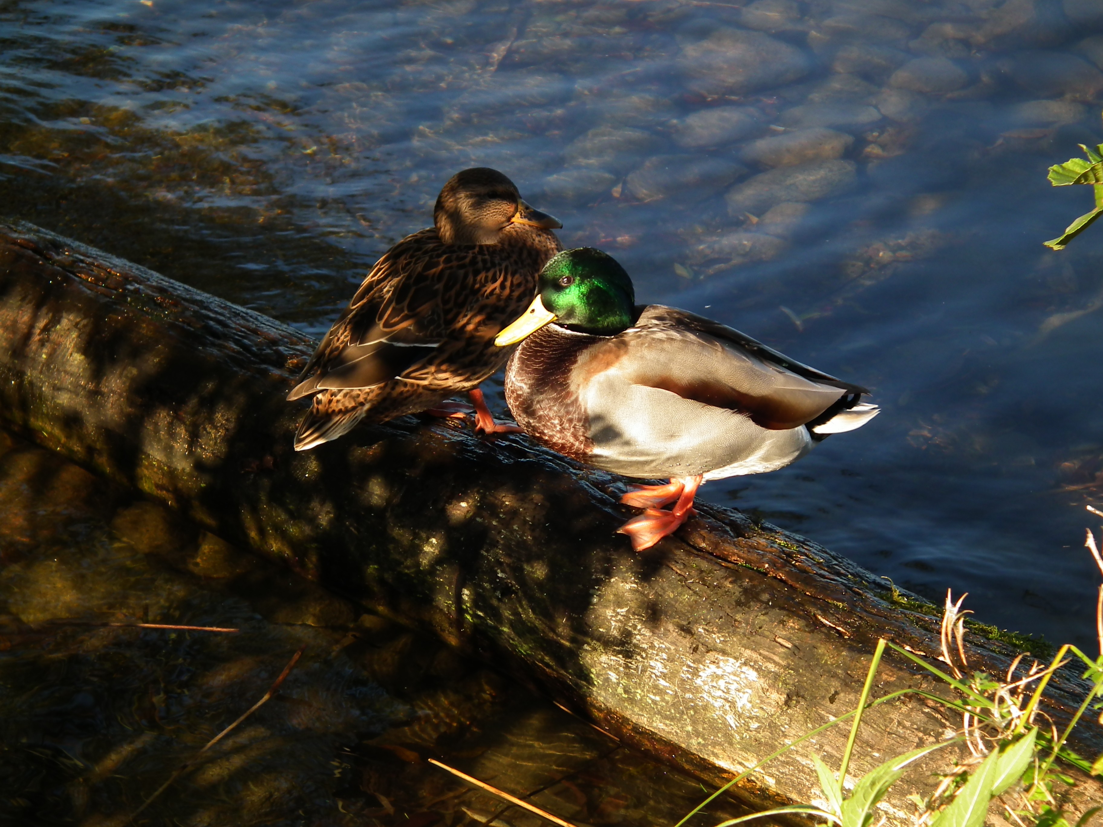 Enten 2011