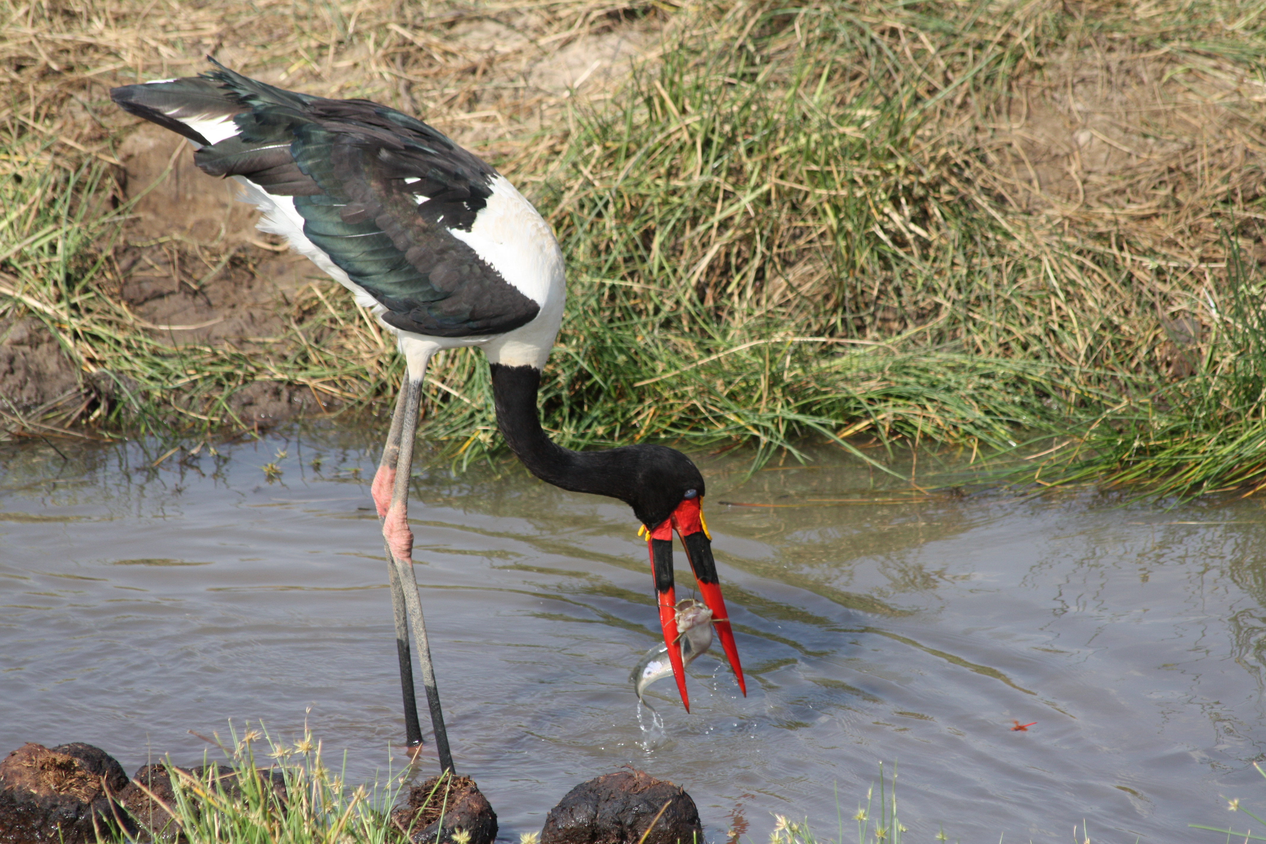Ephippiorhynchus senegalensis -Tanzania-8