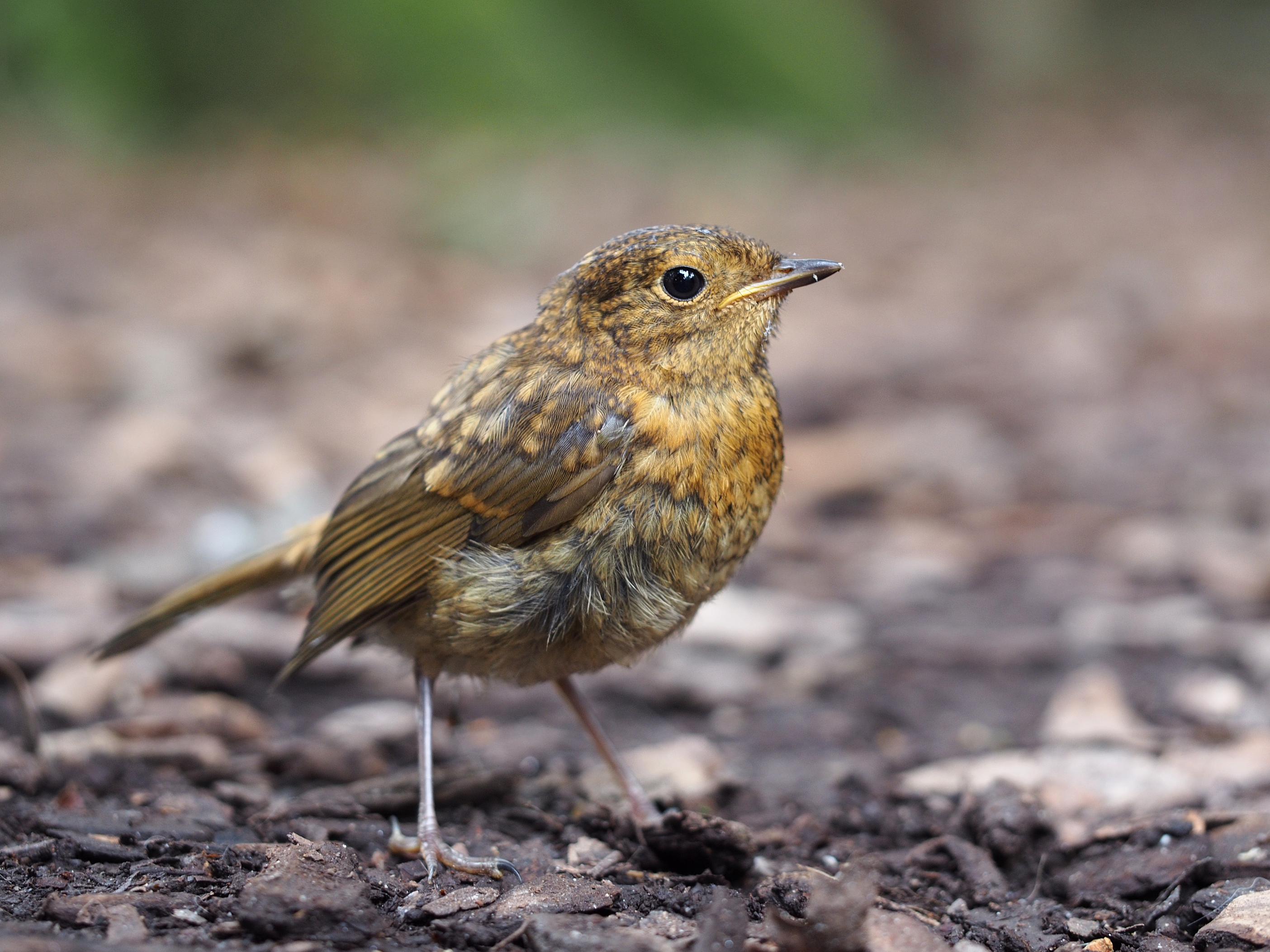Erithacus rubecula juvenile