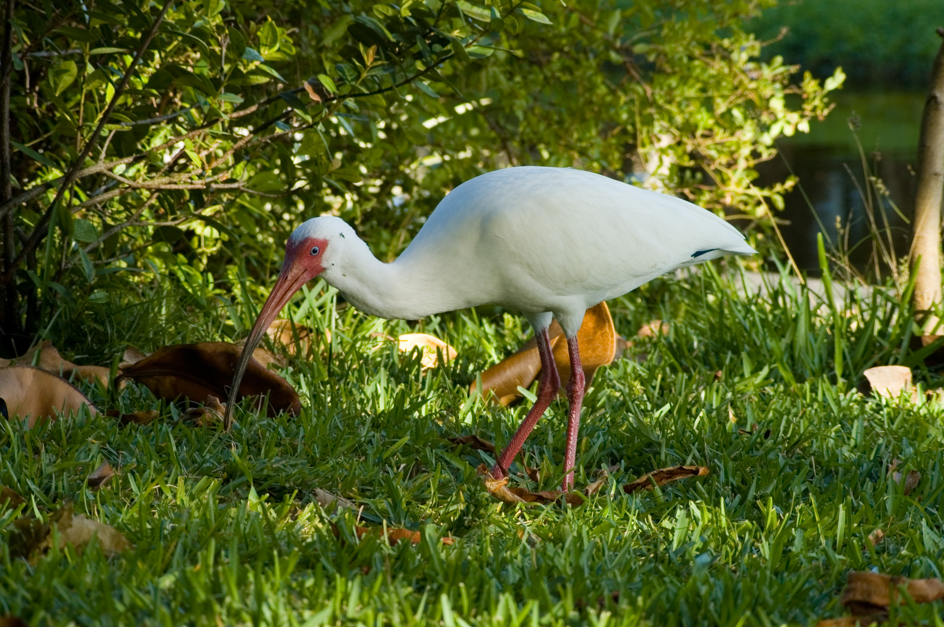 Eudocimus albus 1