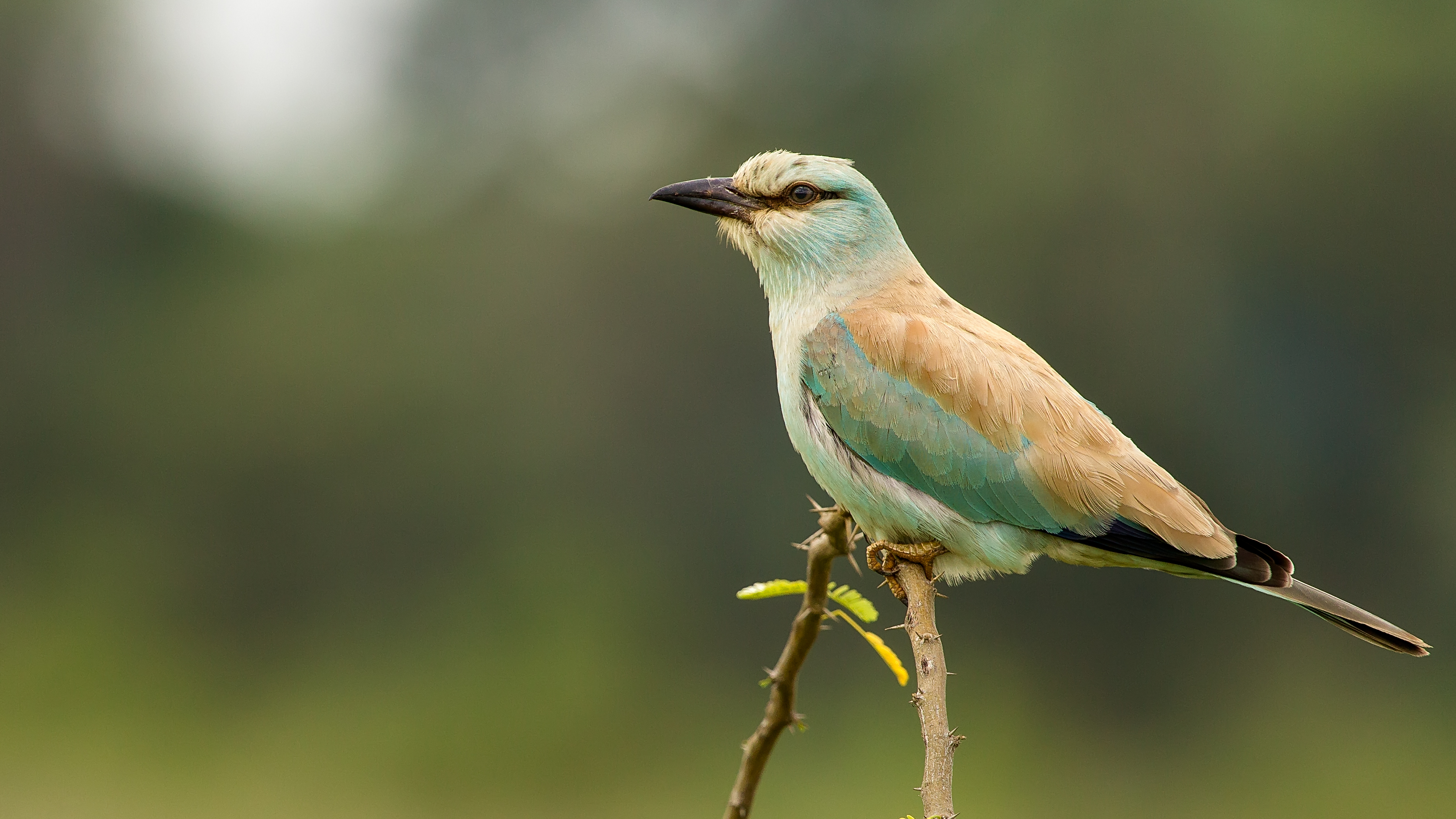 Eurasian Roller