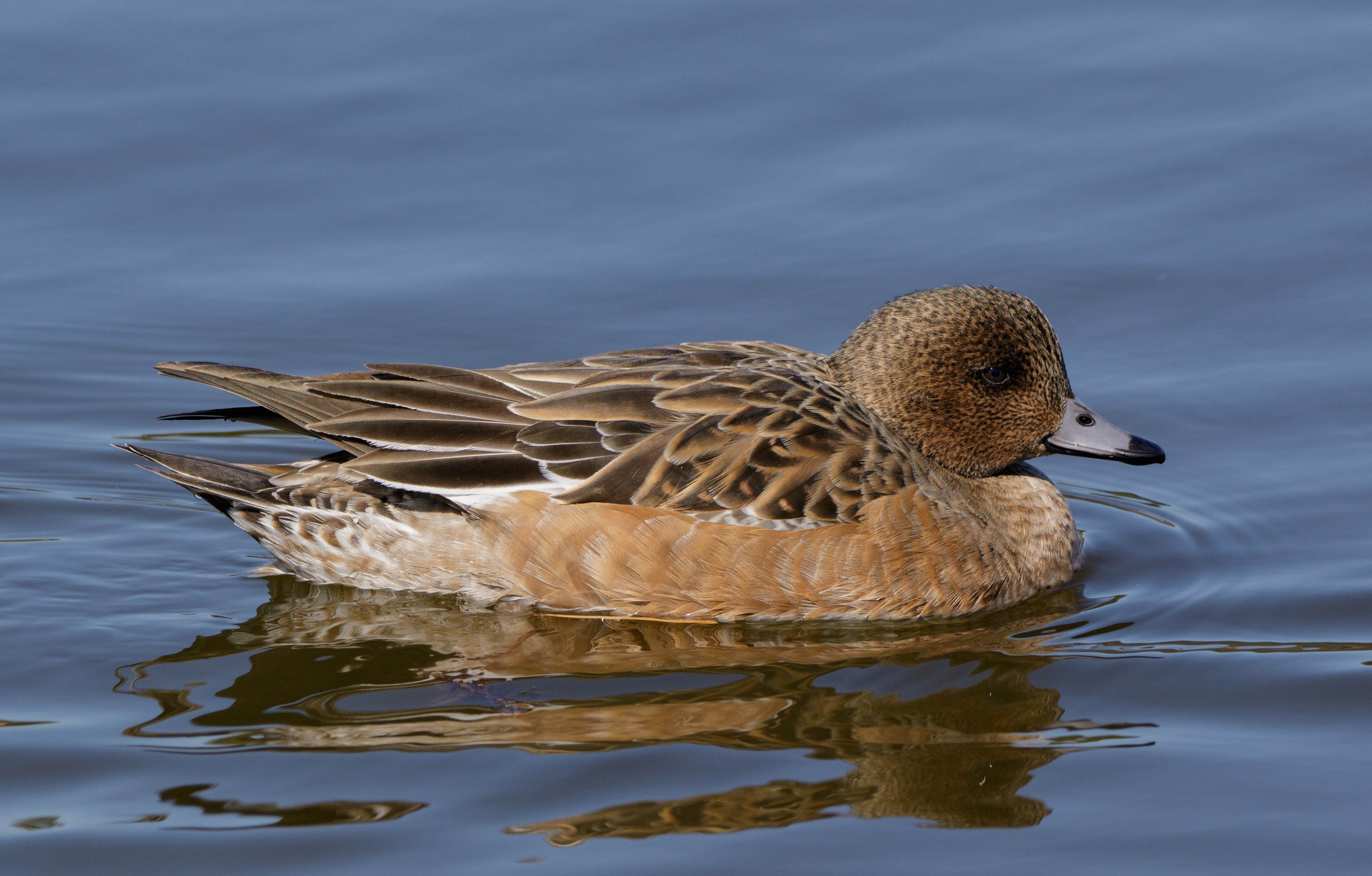 Eurasian wigeon (female) in Sakai, Osaka, February 2016
