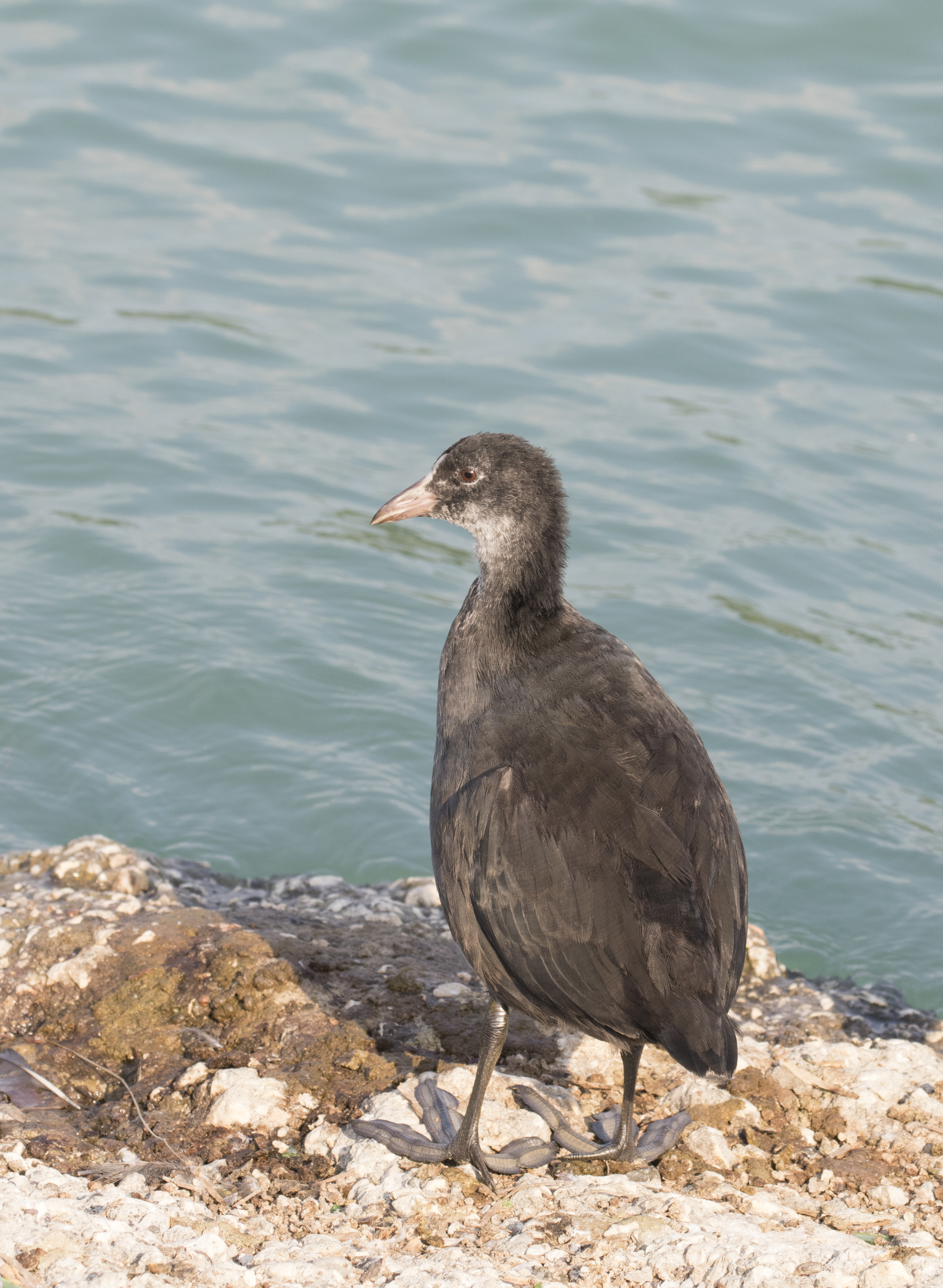 Eurasion cot - Fulica atra 05
