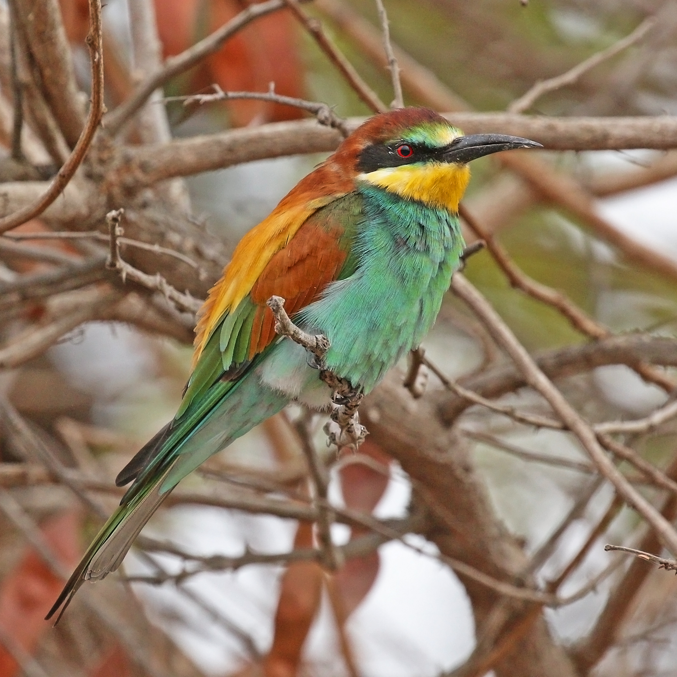 European bee-eater (Merops apiaster)