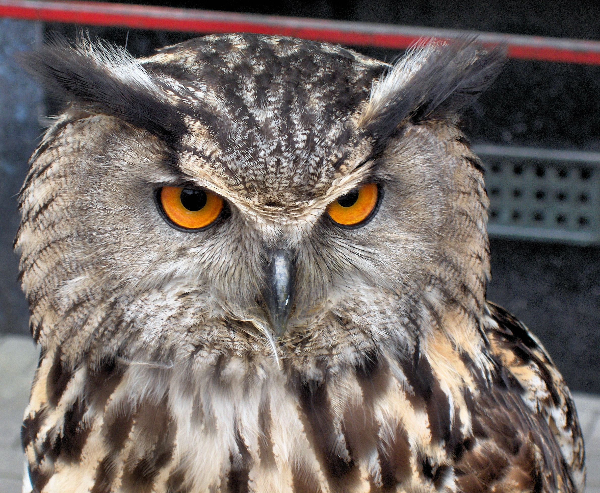 European Eagle Owl - Bubo bubo (598904211)