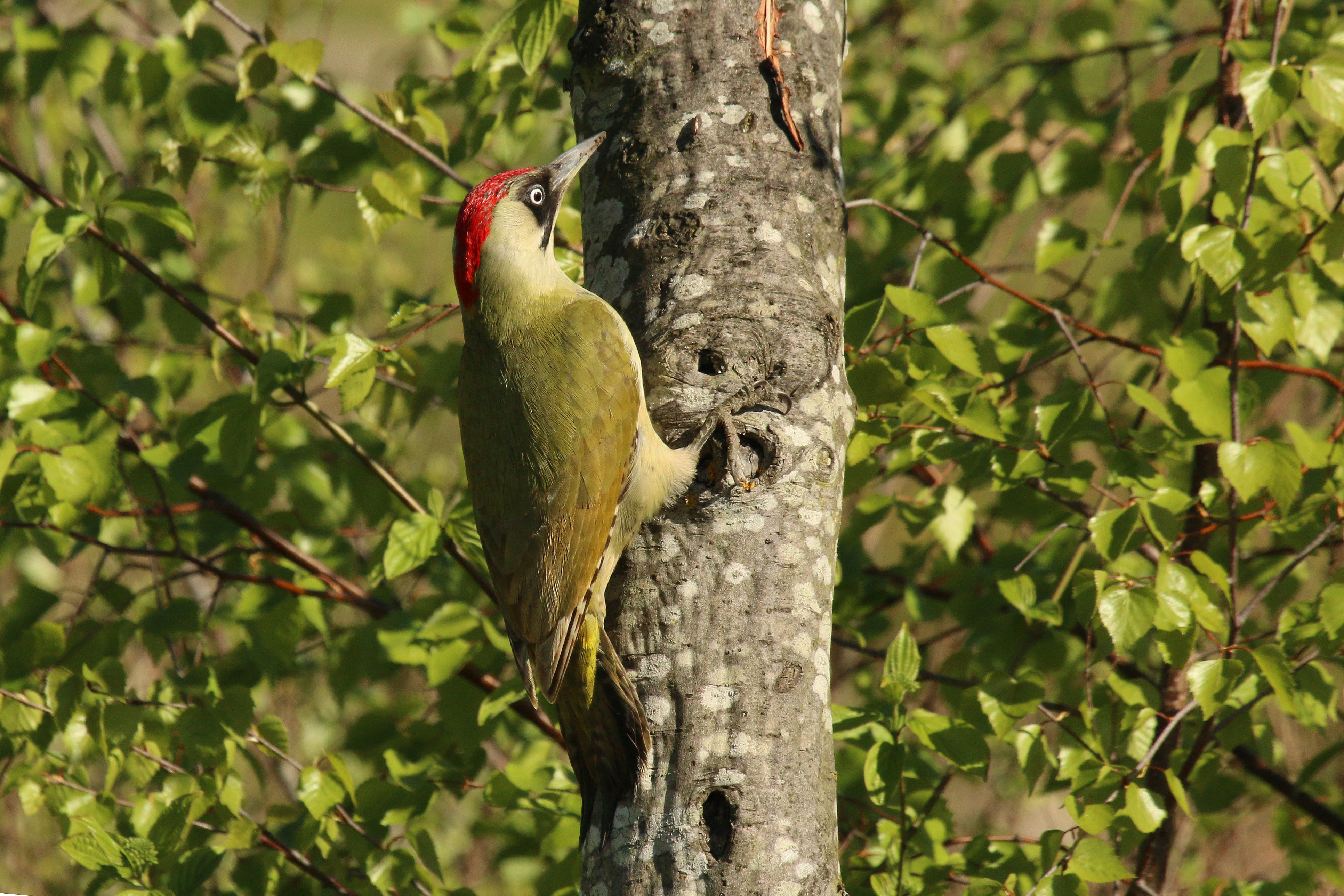 European green woodpecker (Picus viridis) female