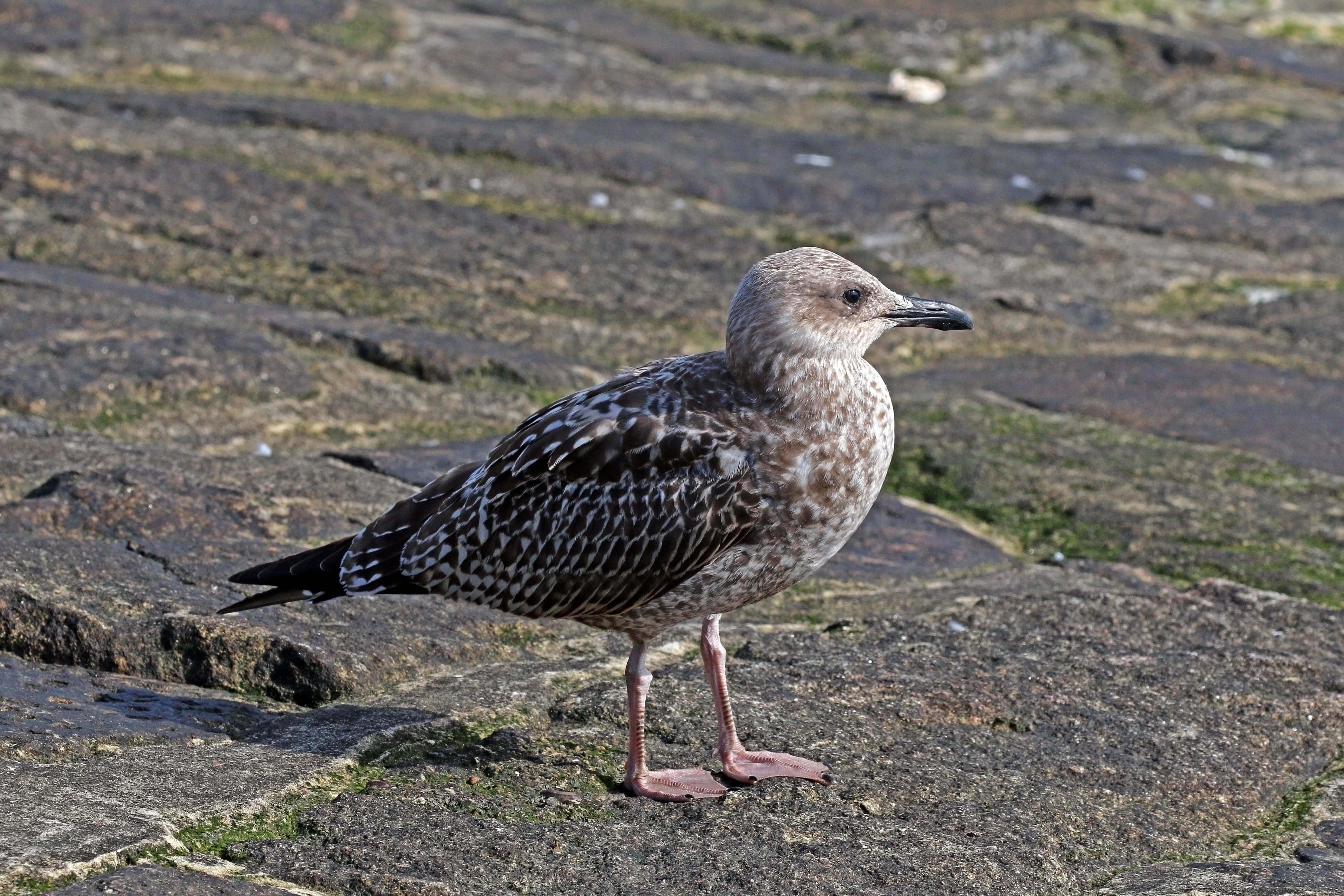 European herring gull (Larus argentatus) second winter