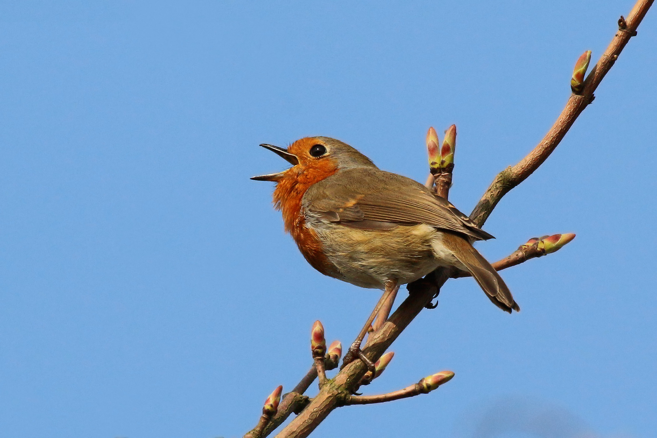 European robin (Erithacus rubecula) singing 2