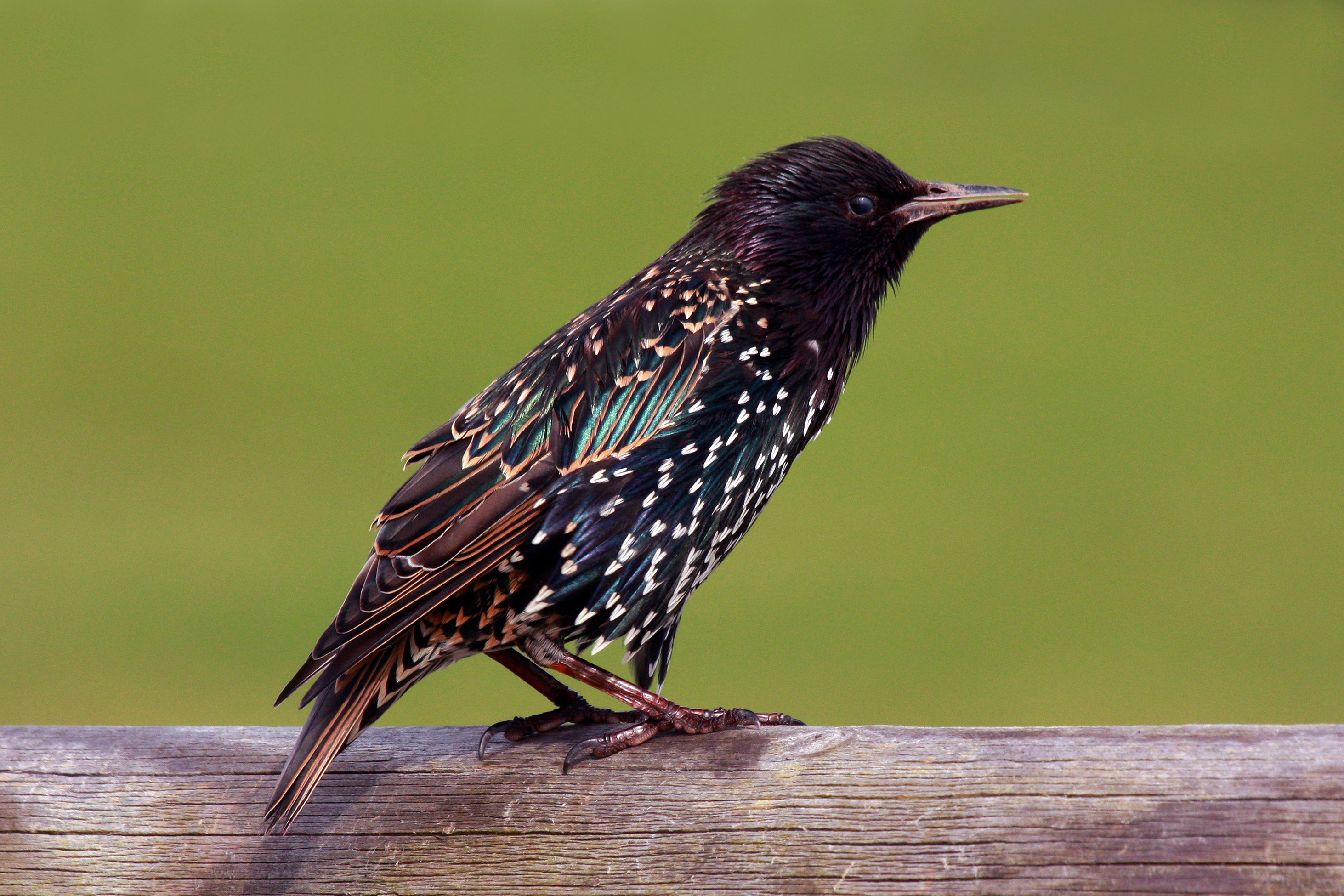 European starling (Sturnus vulgaris)