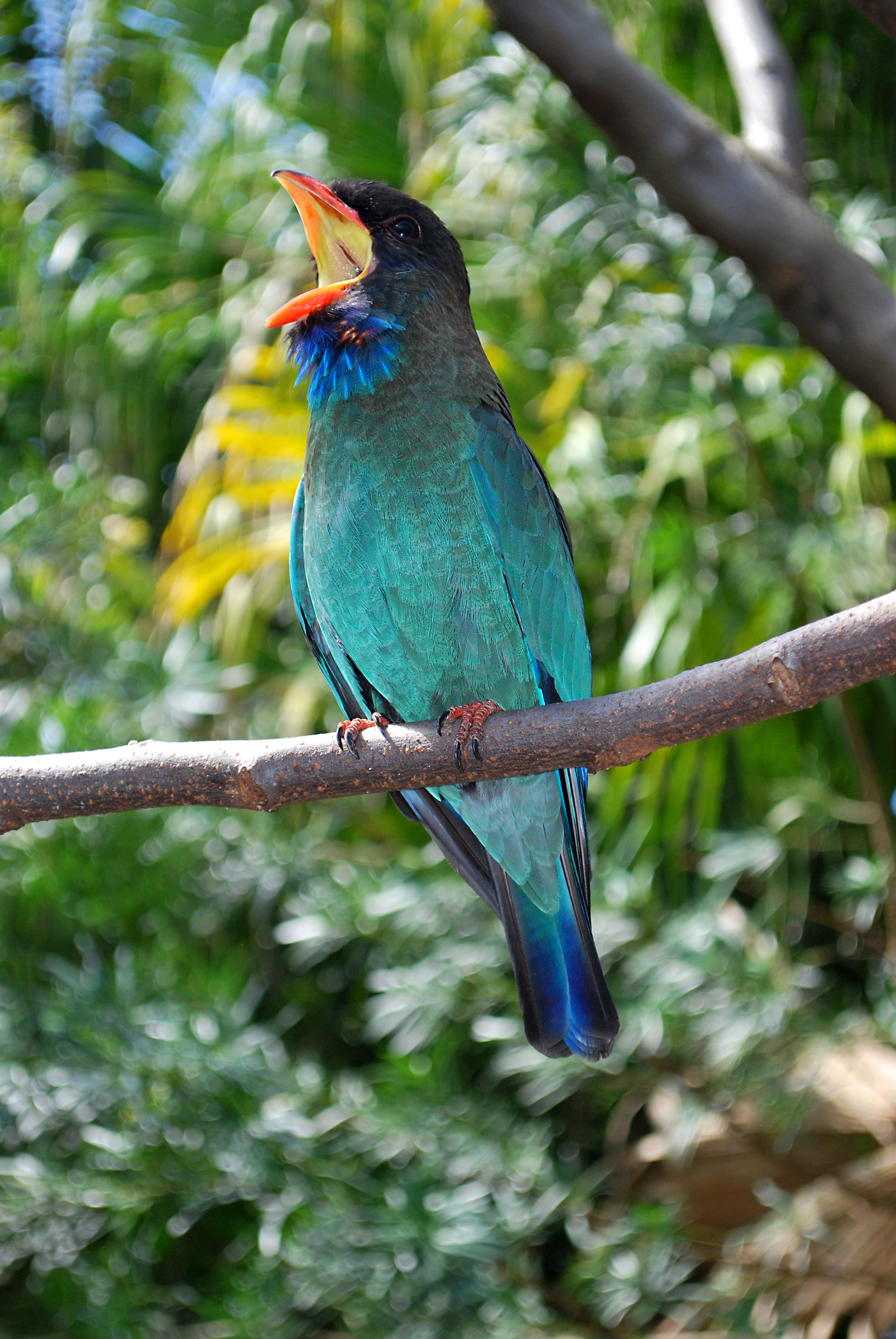 Eurystomus orientalis -Miami Metrozoo, USA -singing-8a