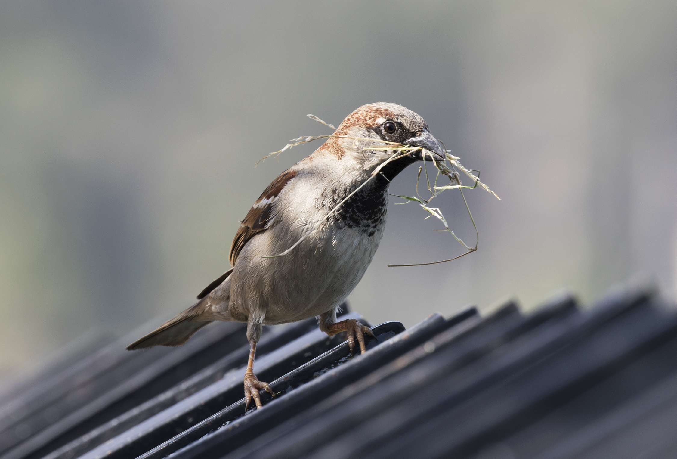 Ev Serçesi - Passer domesticus 03