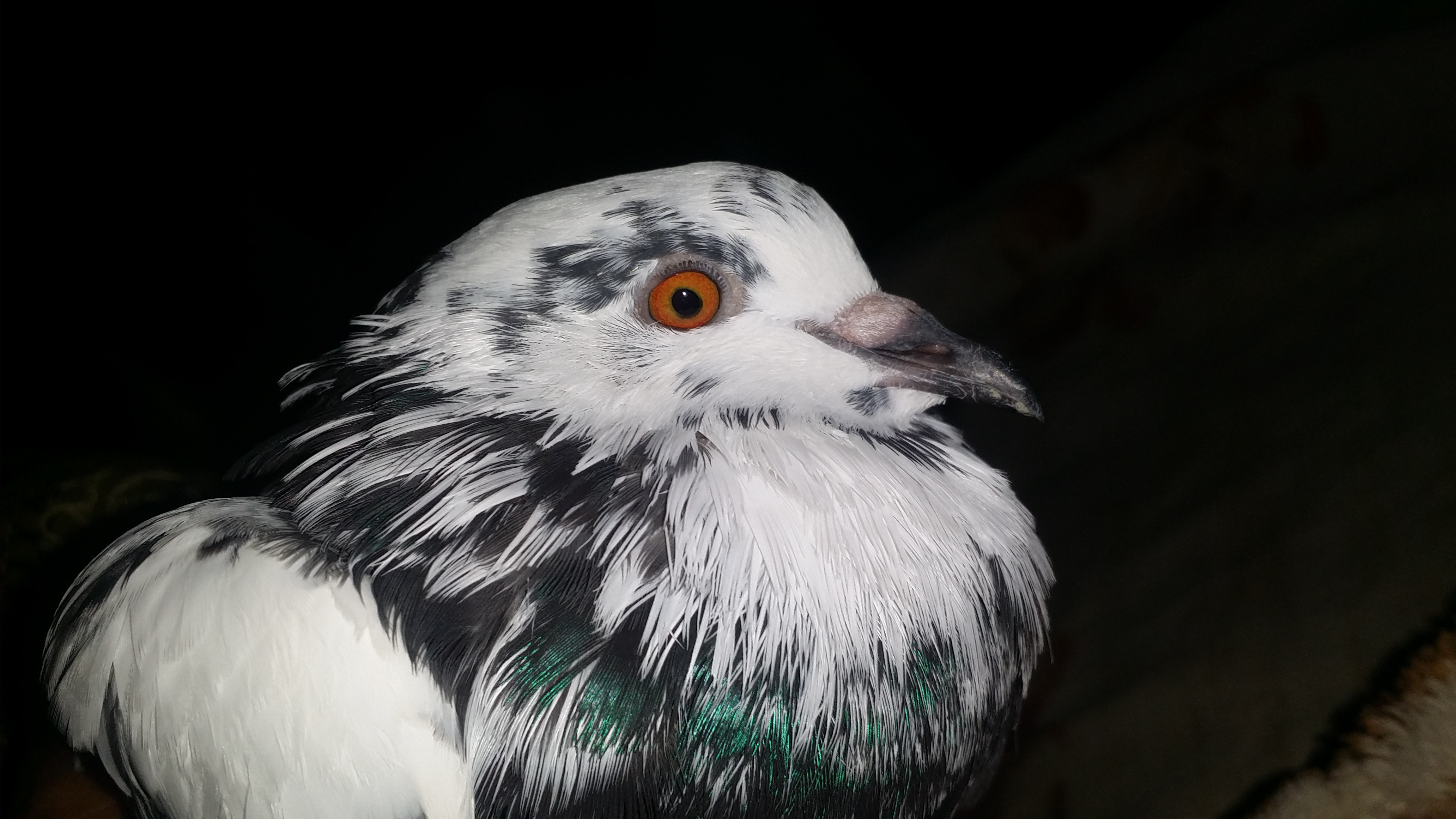 face of a pigeon