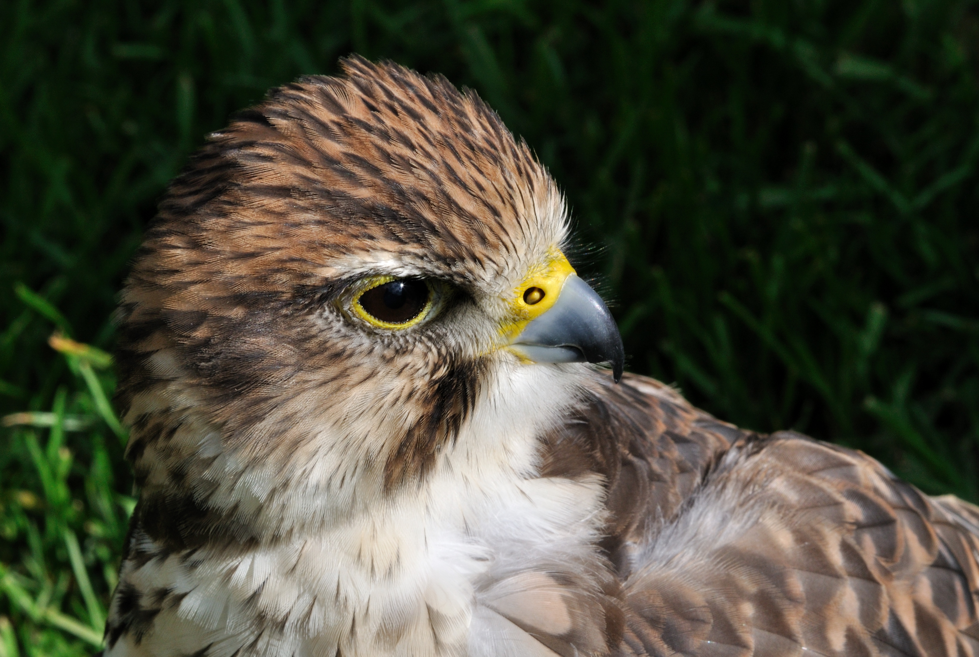 Falco biarmicus feldeggii qtl1