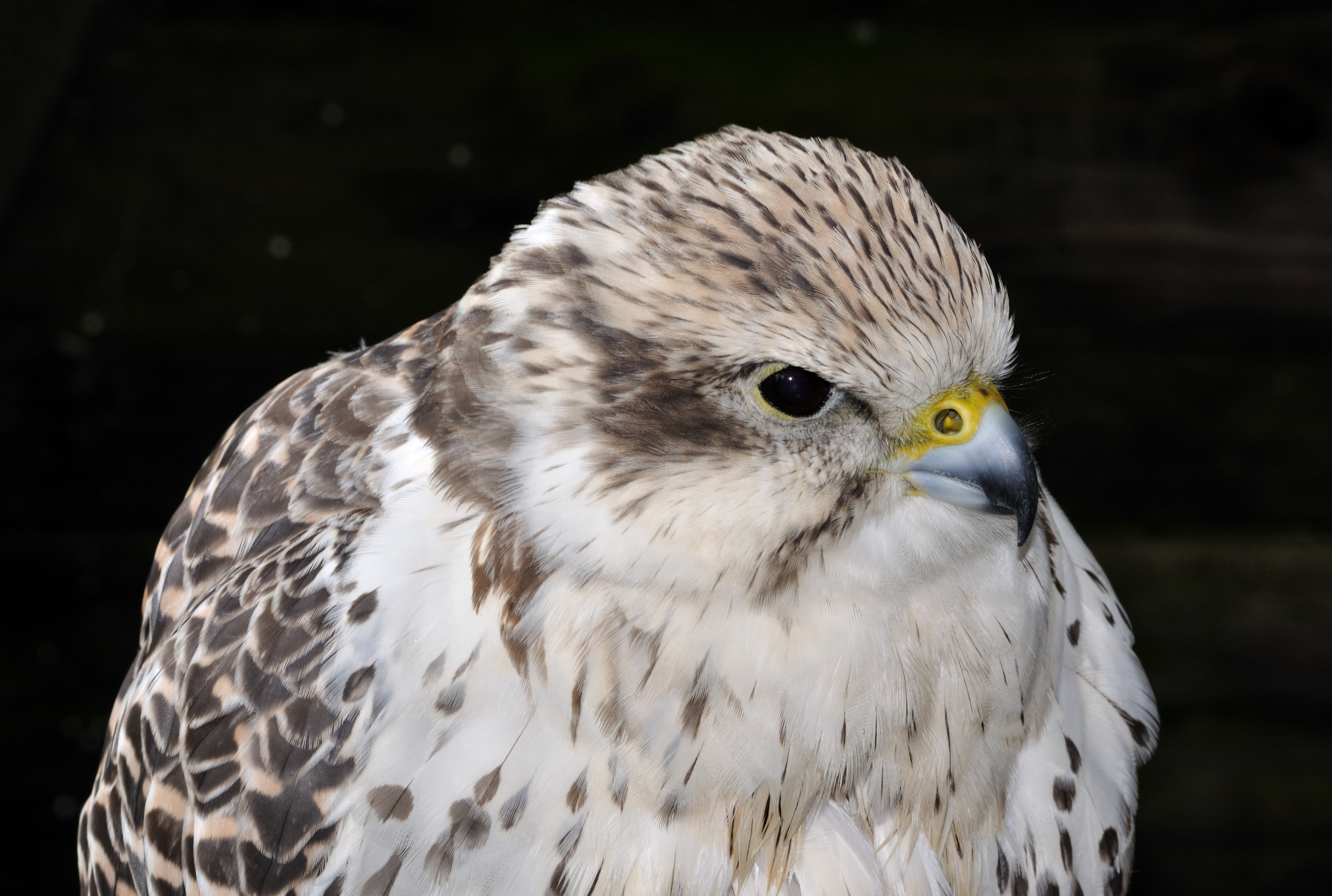Falco cherrug cherrug qtl1
