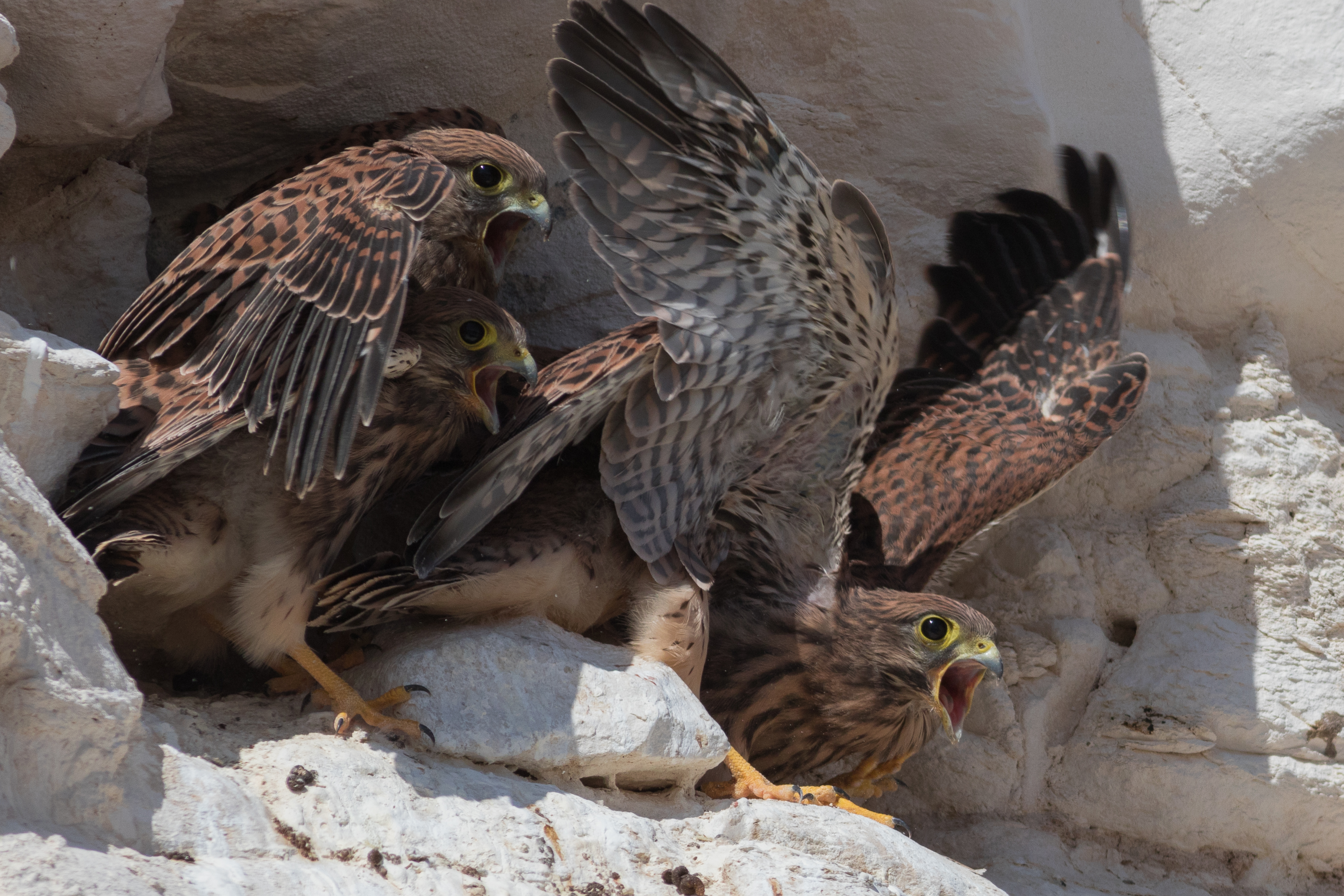 Falco naumanni Negev 4I5A8820-2